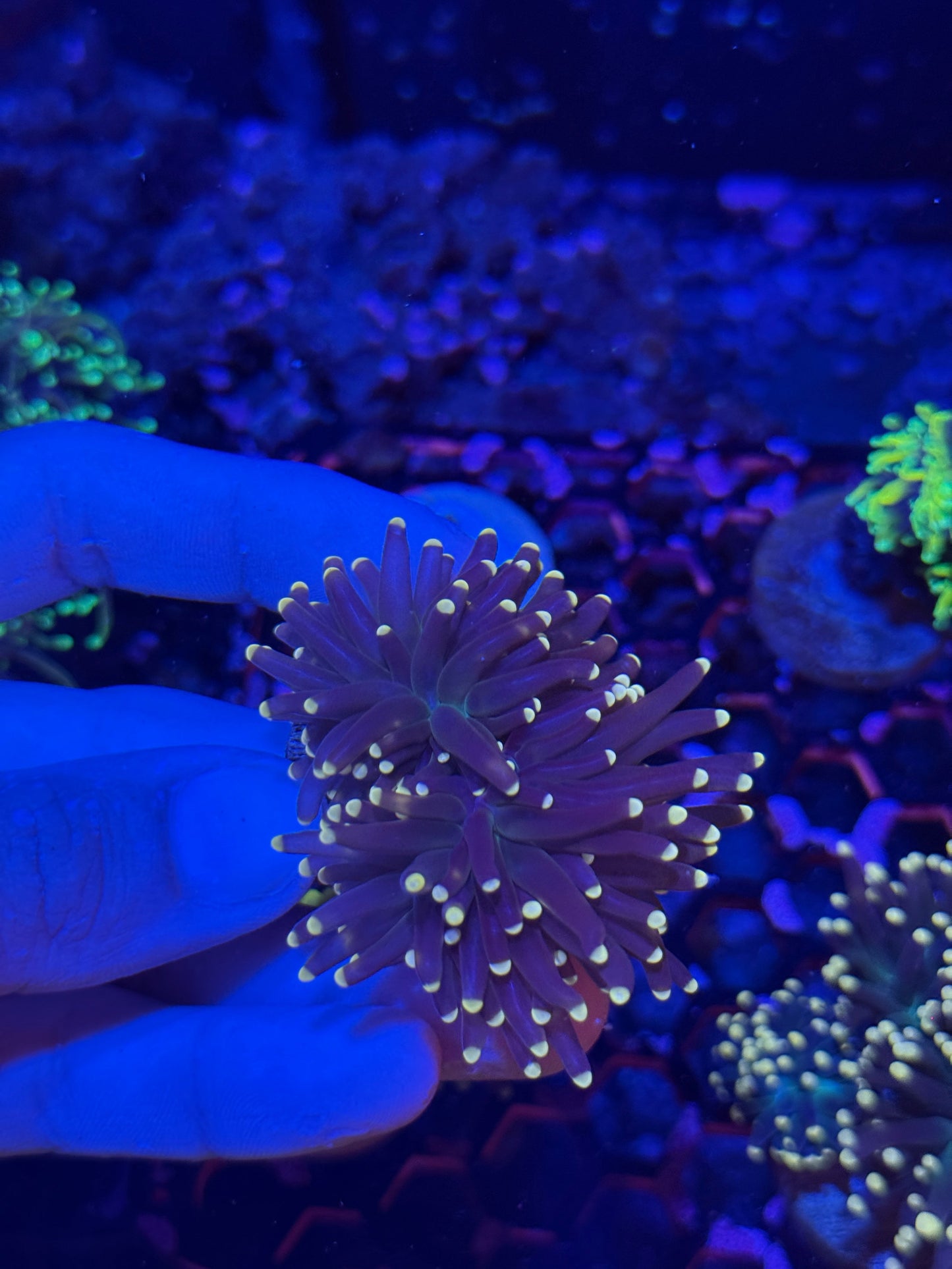 Jay's Exotic Coral Auctions