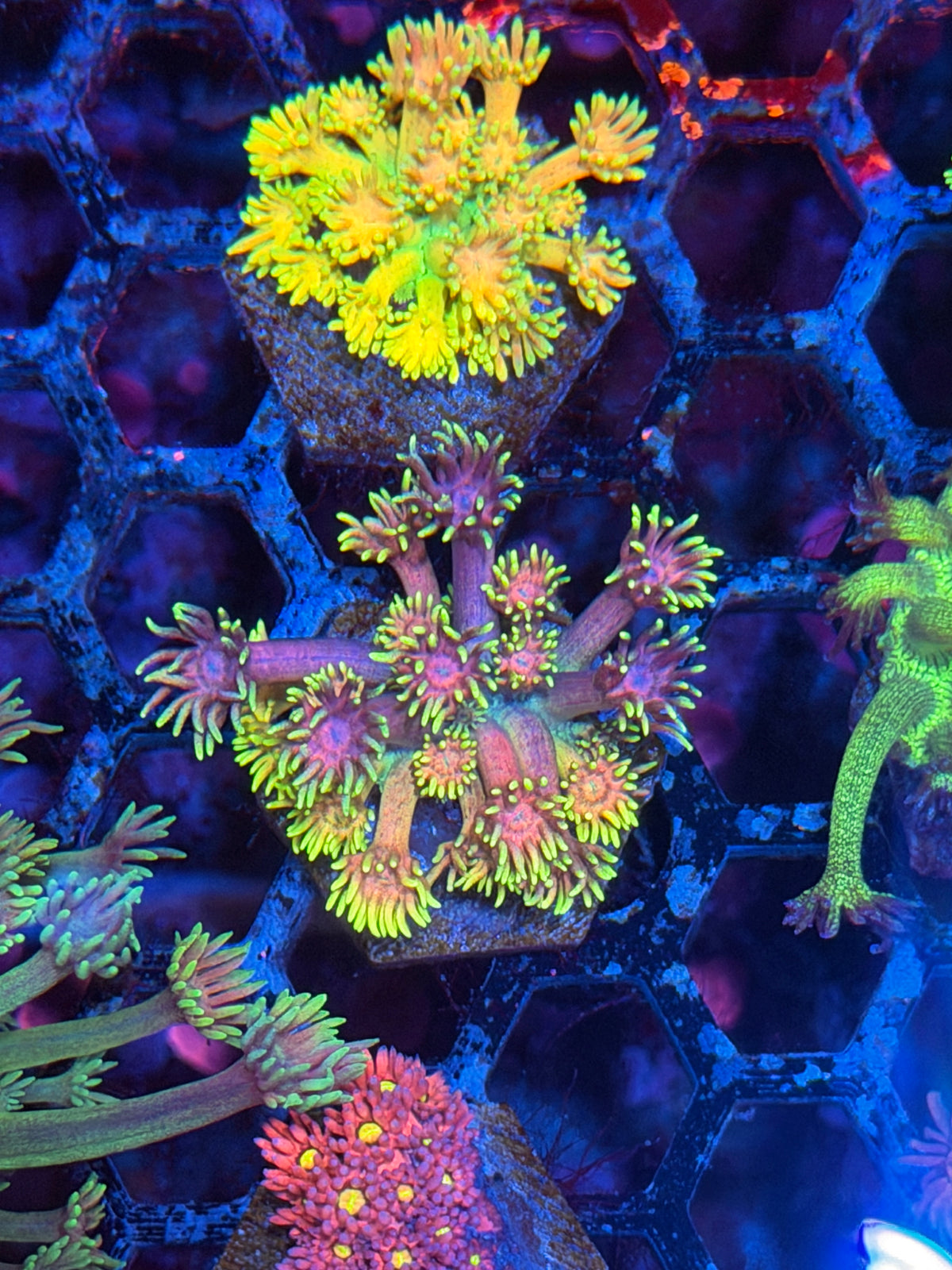 JEA Rainbow Belts Goniopora Coral