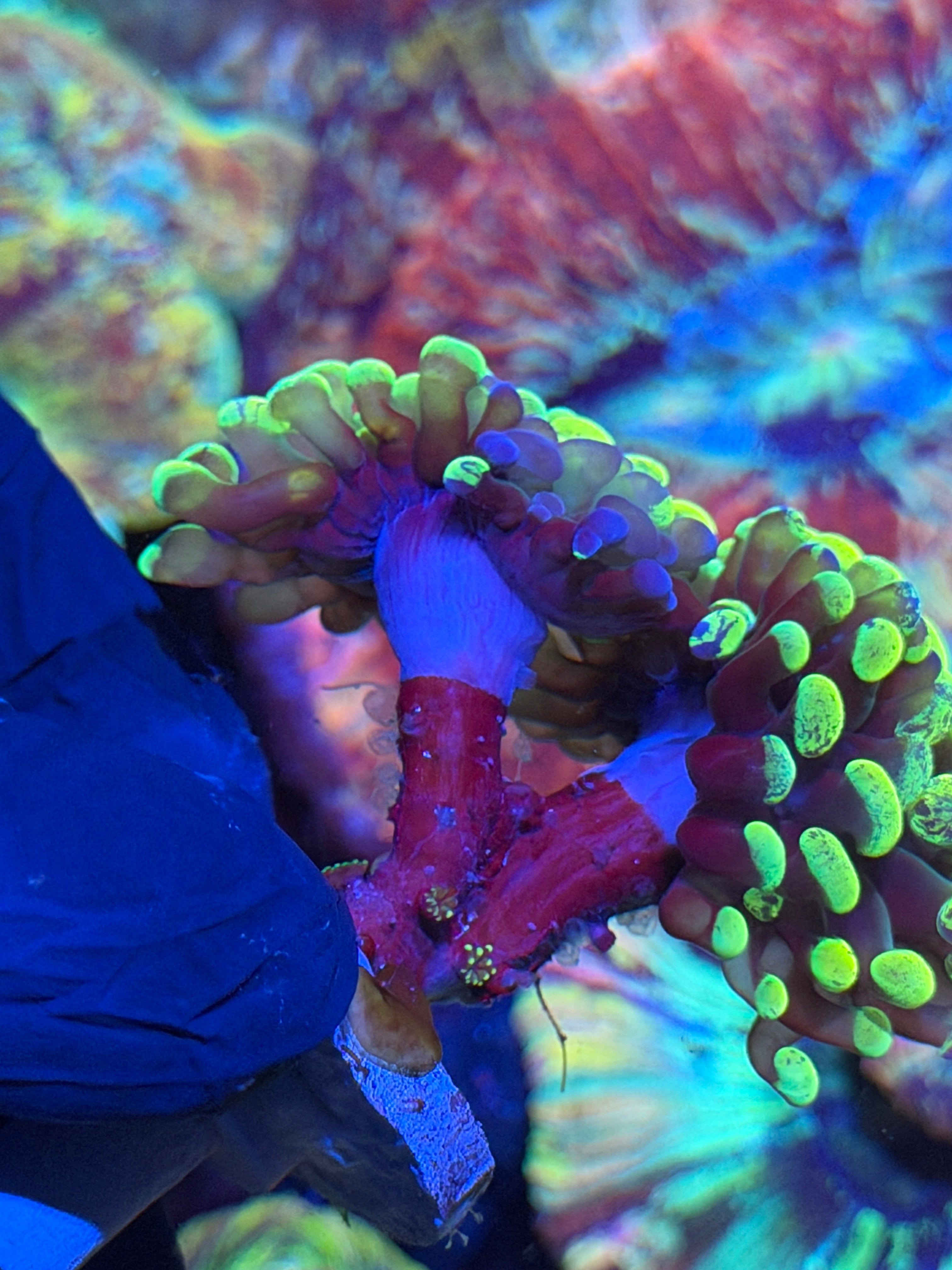 JEA Zeus Wrath Hammer Coral Grafted 3 Heads with Babies on Stalk