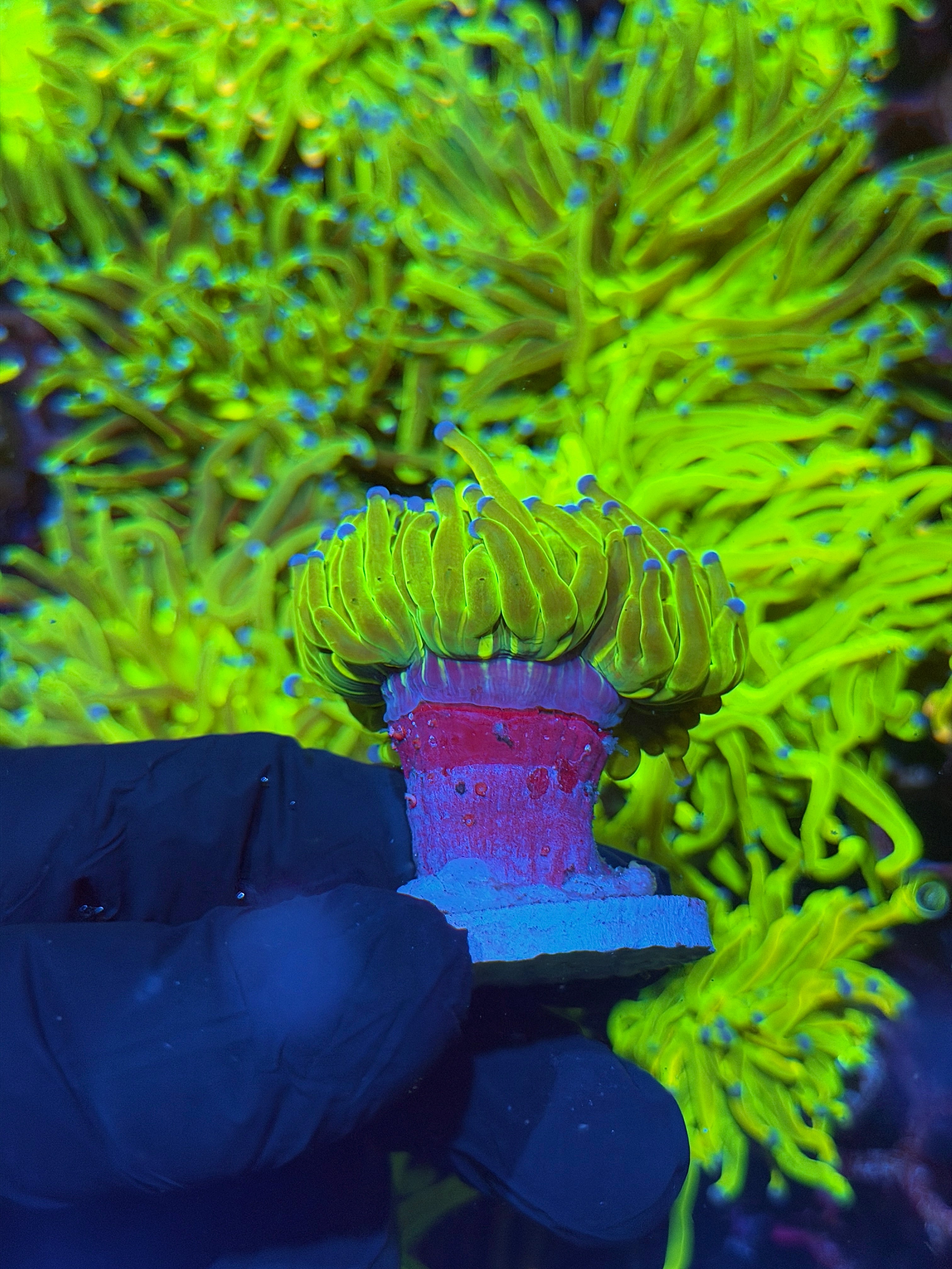 JEA Malaysian Holy Grail Torch Coral 1 XL Heads Splitting 7/10