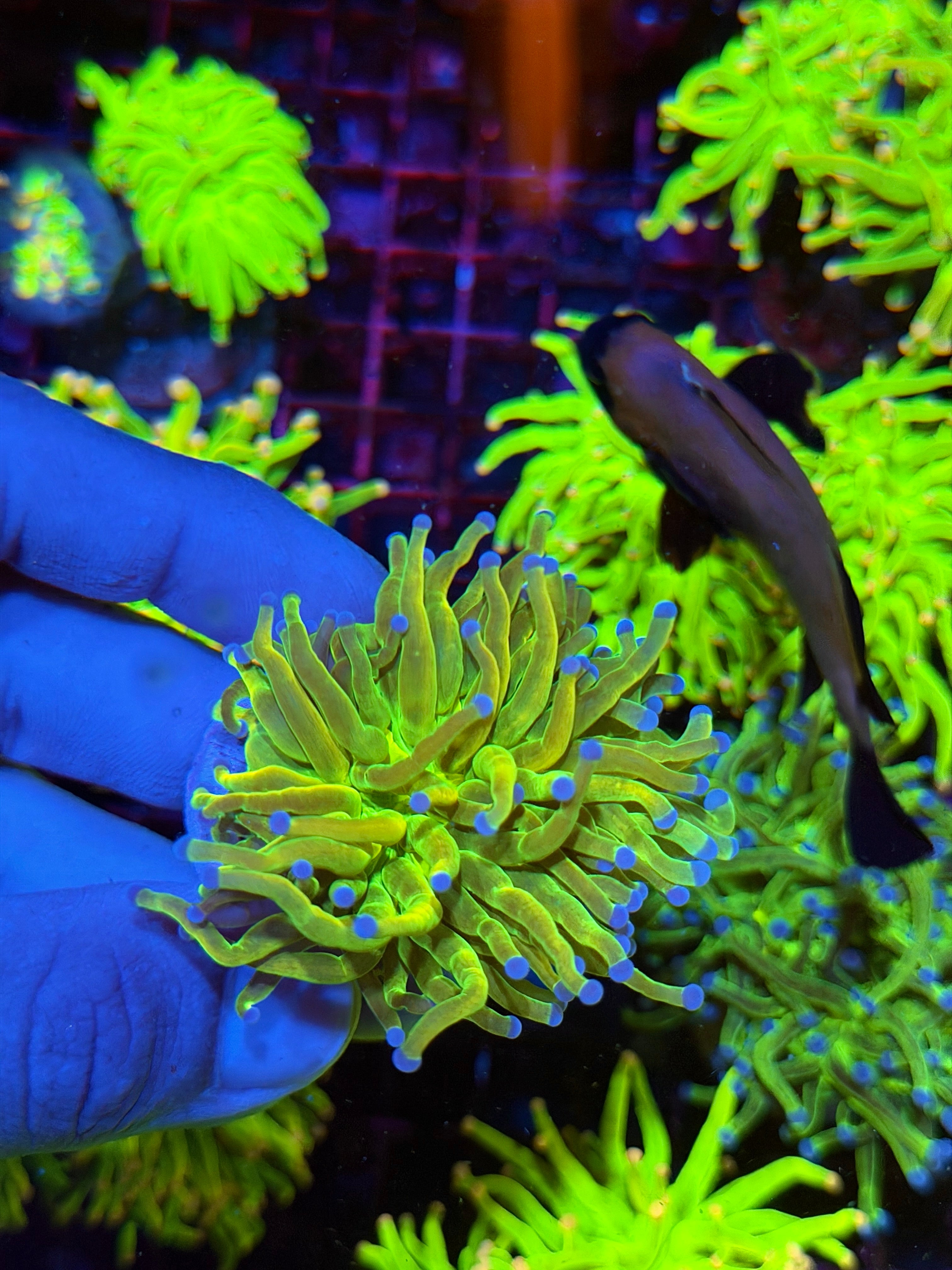 JEA Yellow Holy Grail Torch Coral 1 XXL Head