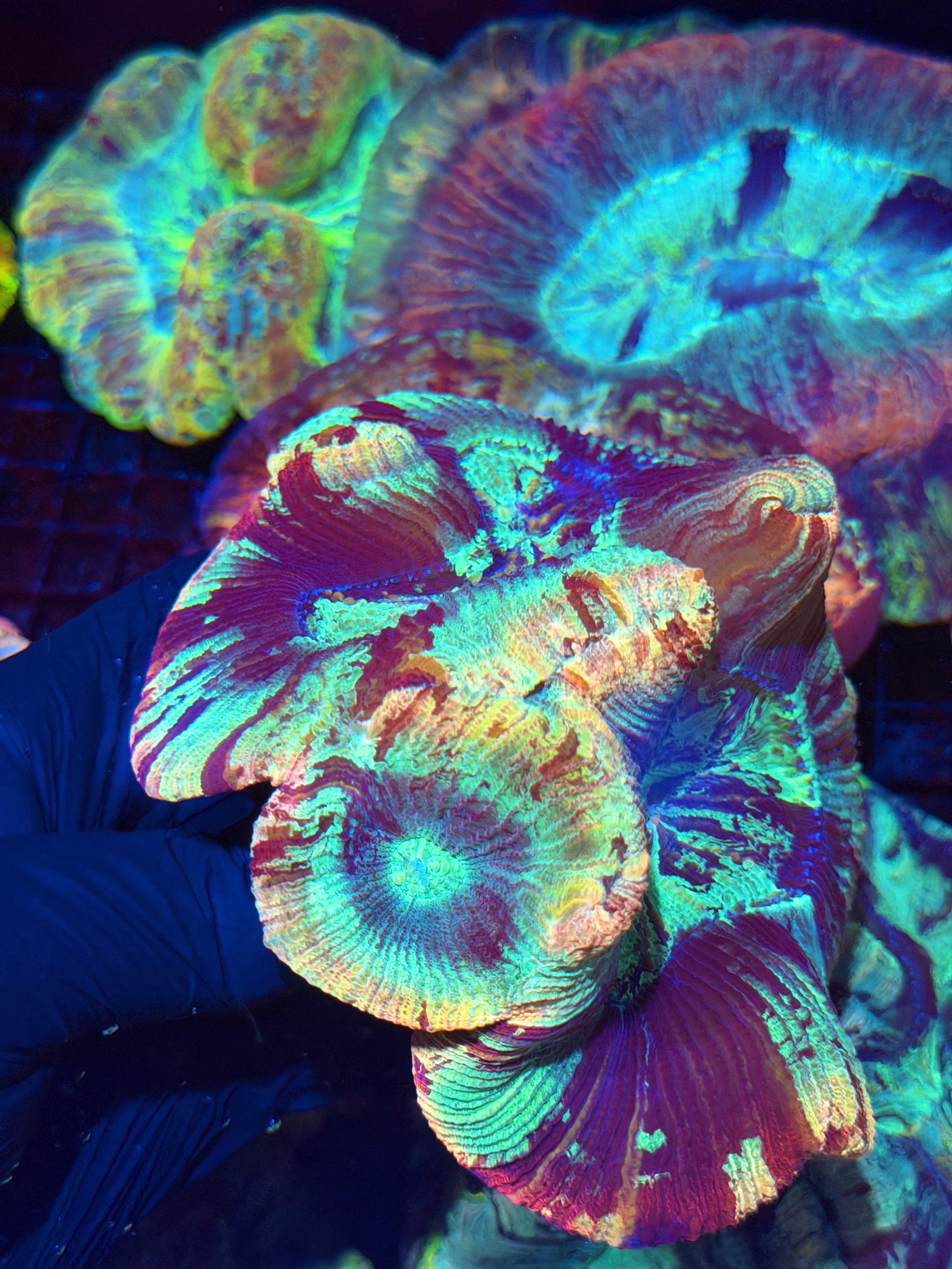 Insane Double Head Rainbow Trachyphyllia Meat Coral XXL Show Piece RARE