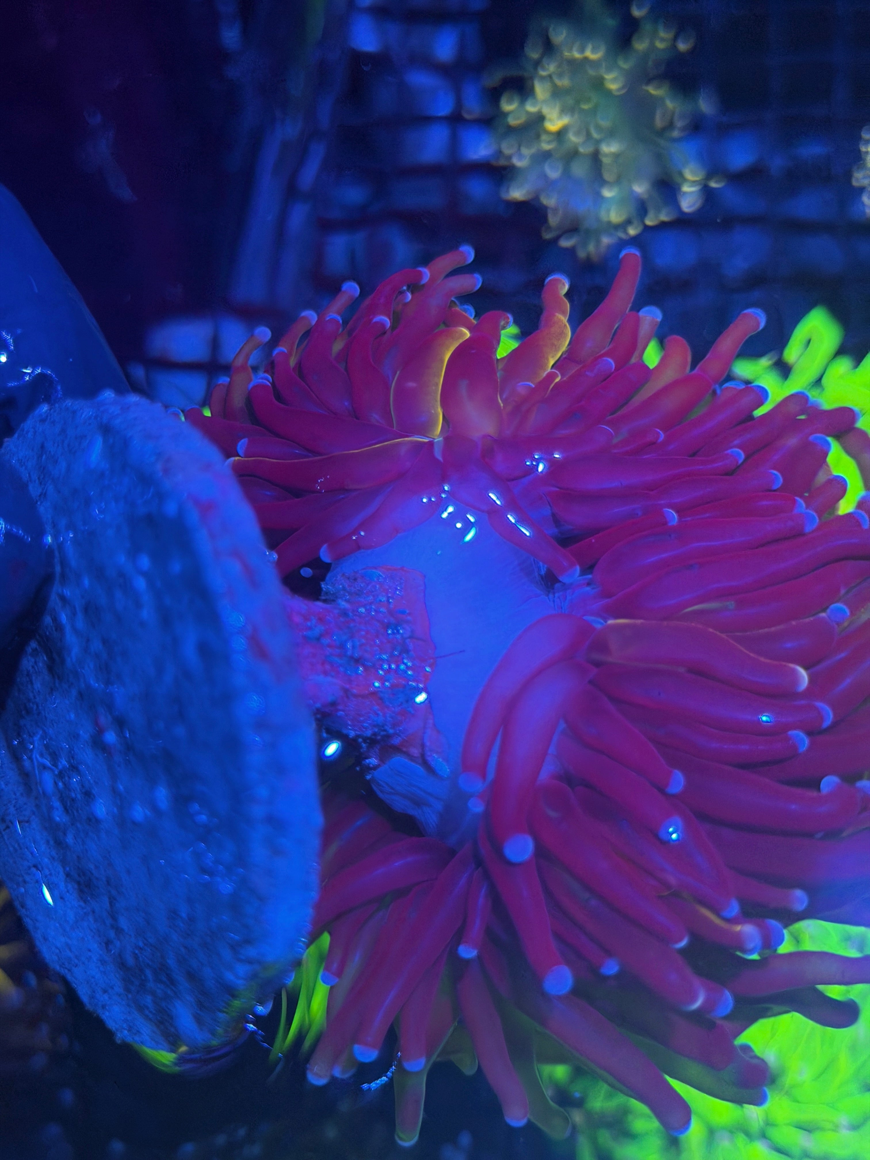 JEA Grafted Orange Tiger Torch Coral 2 Heads Splitting XXXL Collectors Piece