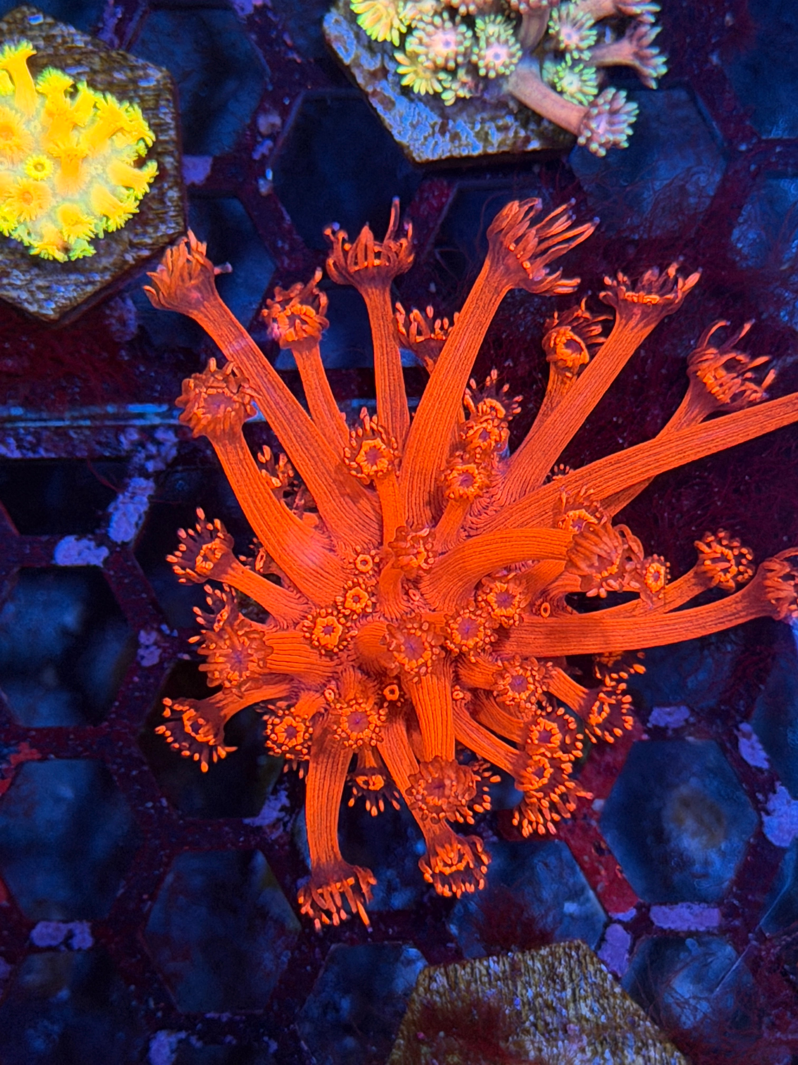 JEA Red Devil Goniopora Coral *New Release*
