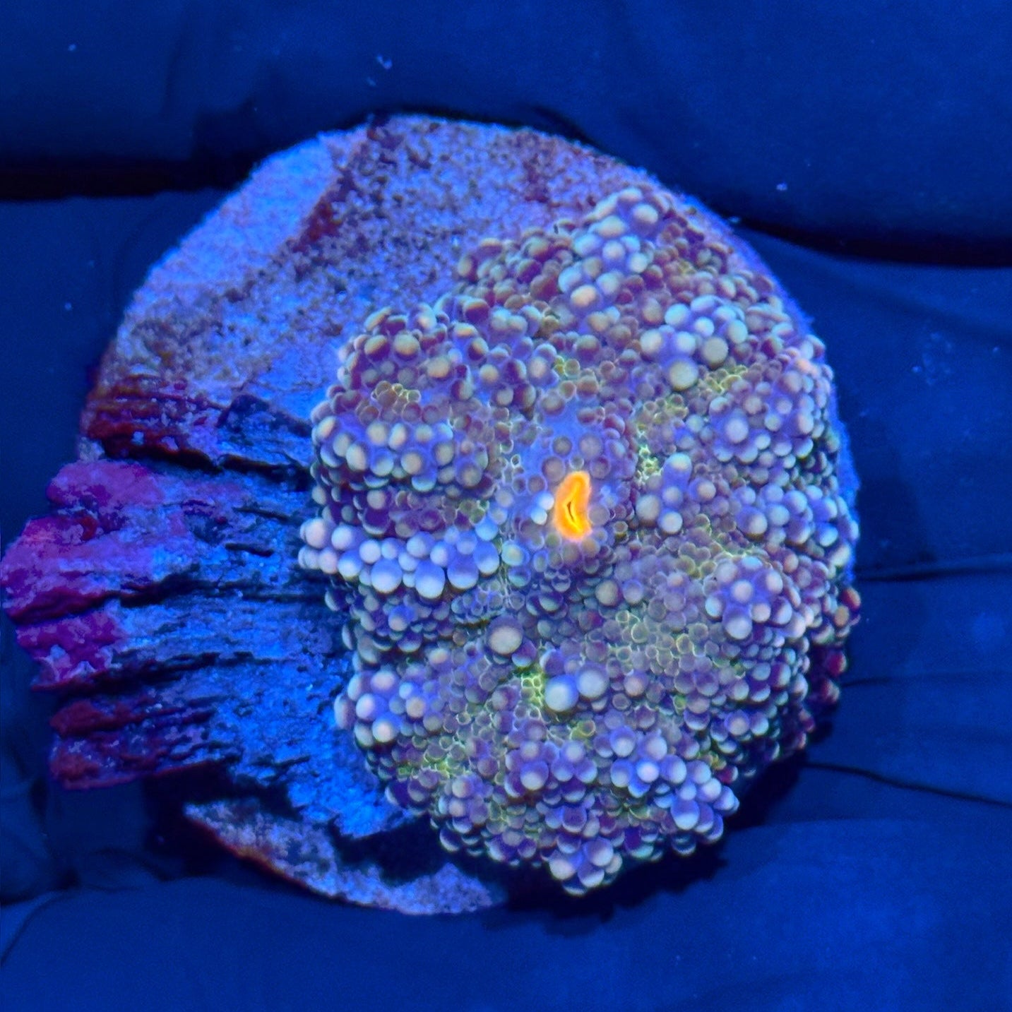 JEA Lavender Dream Yuma Mushroom Coral