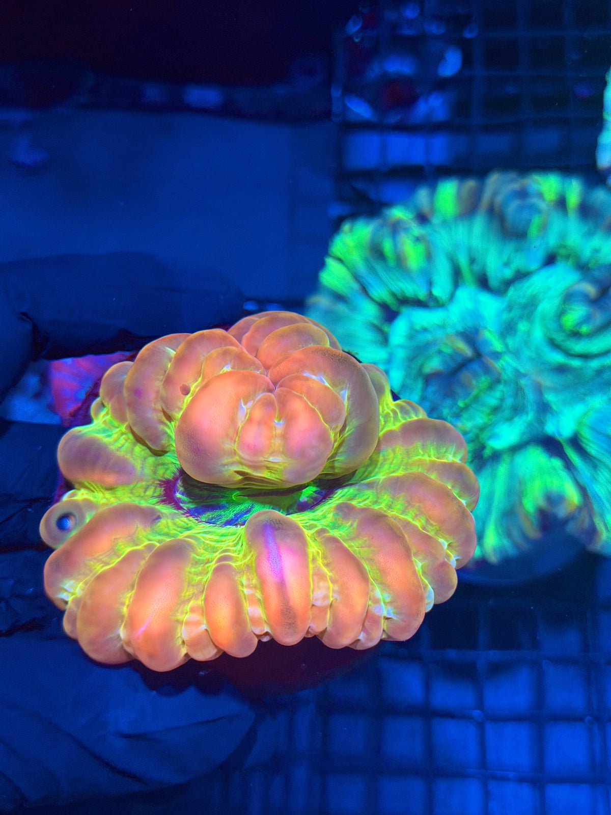 Insane Rare Cynarina Meat Coral Collectors Piece 9/28