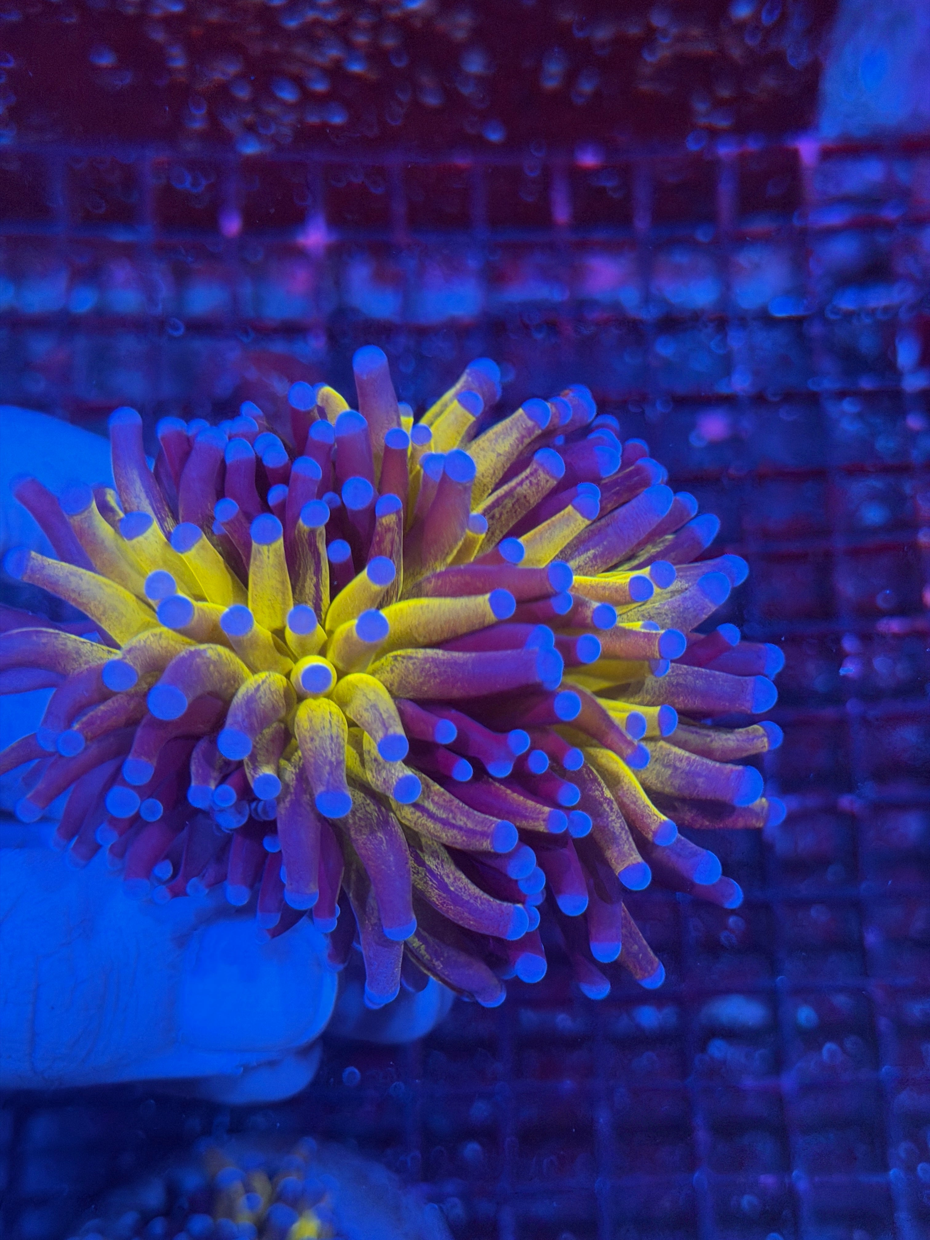 JEA Orange Tiger Torch Coral 1 XXL Head Splitting 11/28
