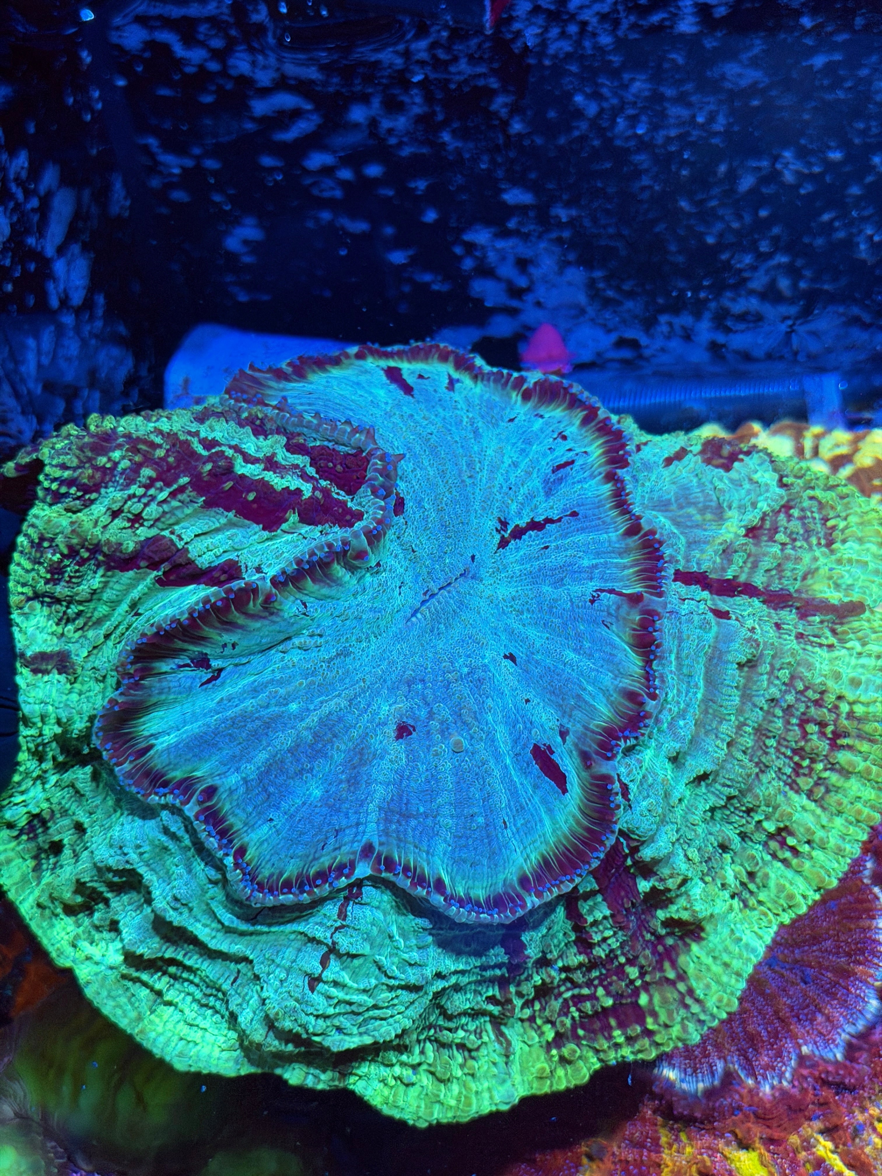 Multi Color Striped Acanthophyllia Meat Coral XXXL Show Size