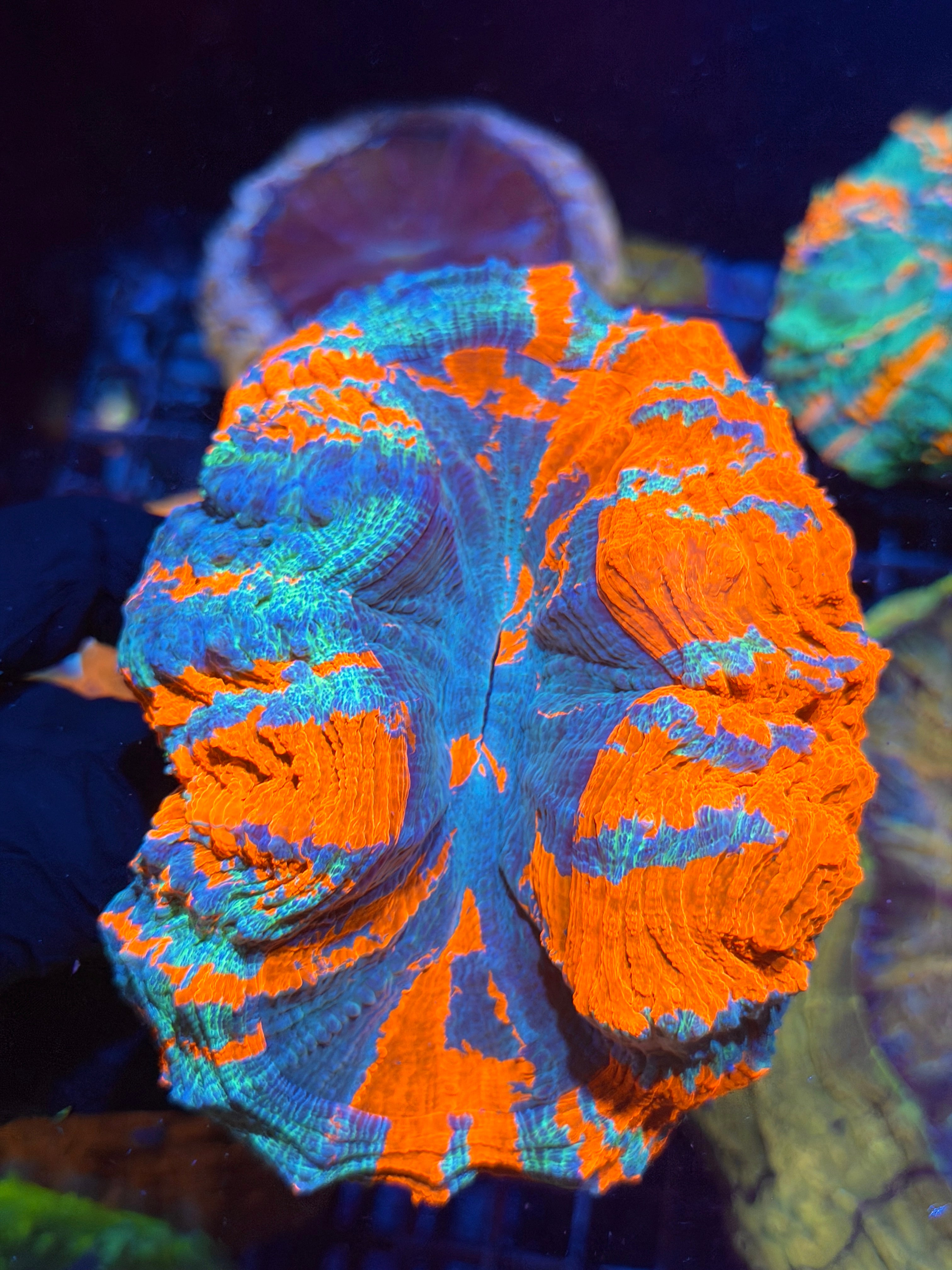 Insanely Bright Striped Acanthophyllia Meat Coral XL Show Piece 8/29