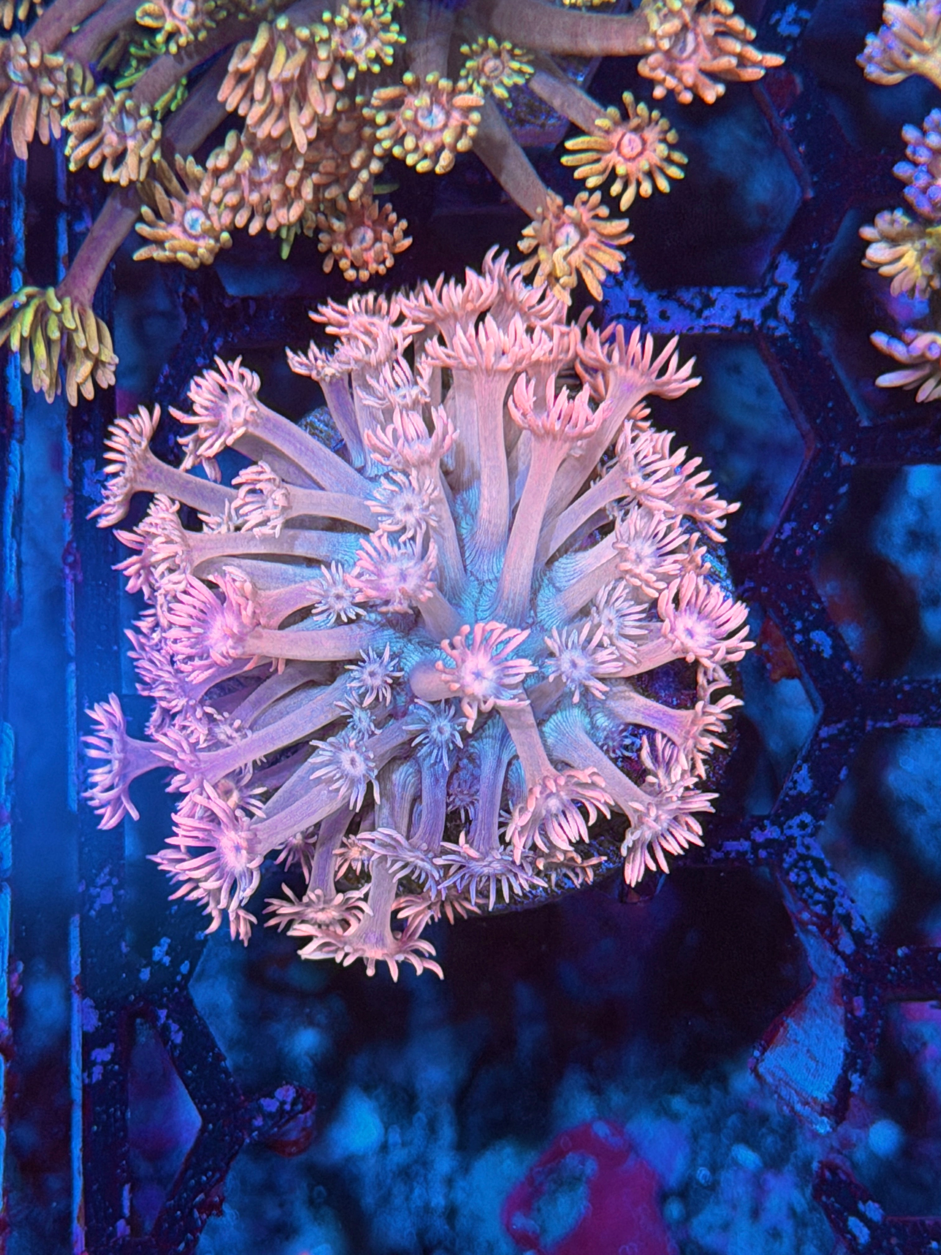 JEA Hello Kitty Goniopora Coral XL Frag 12/1
