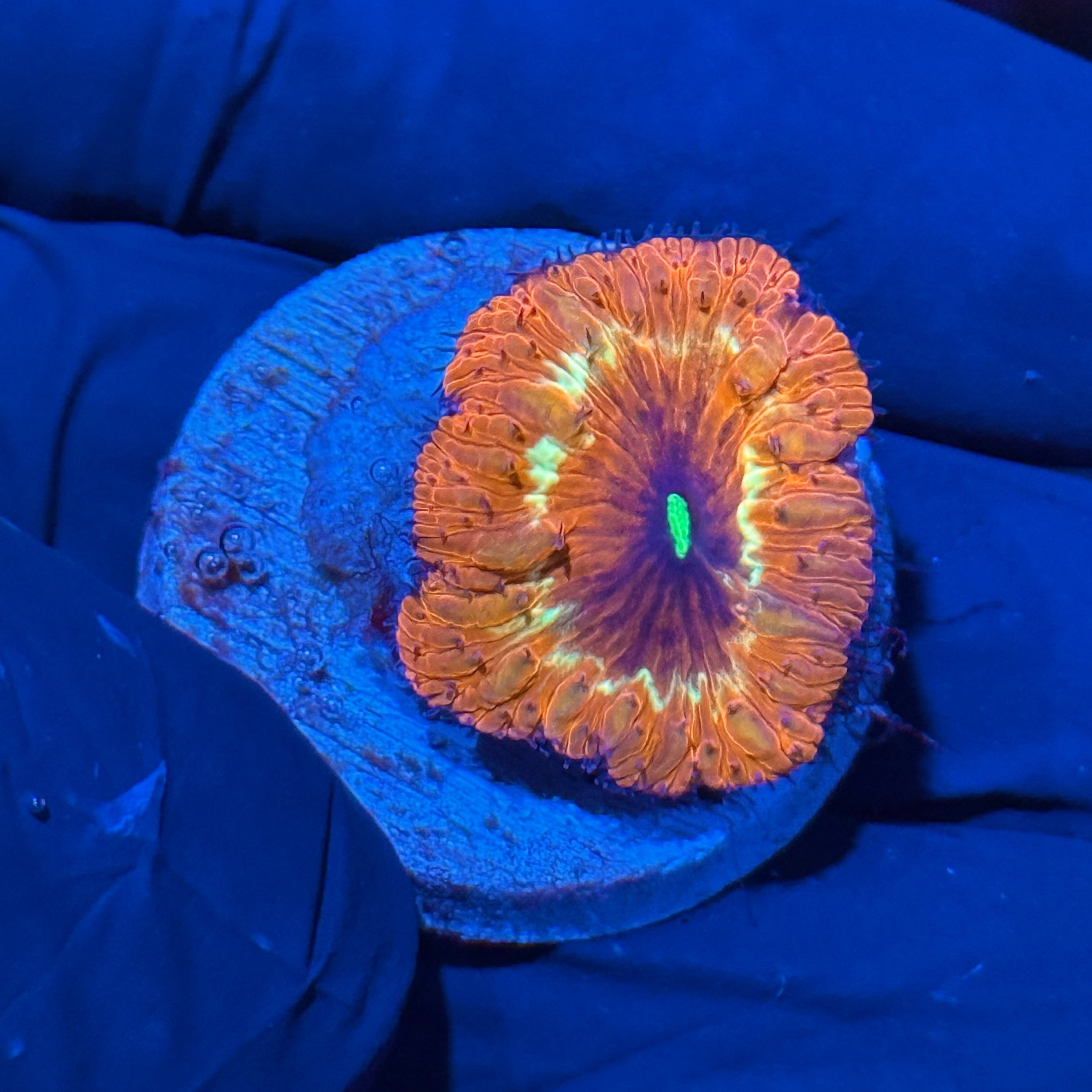 JEA Time Traveler Blastomussa Coral XL 10/12