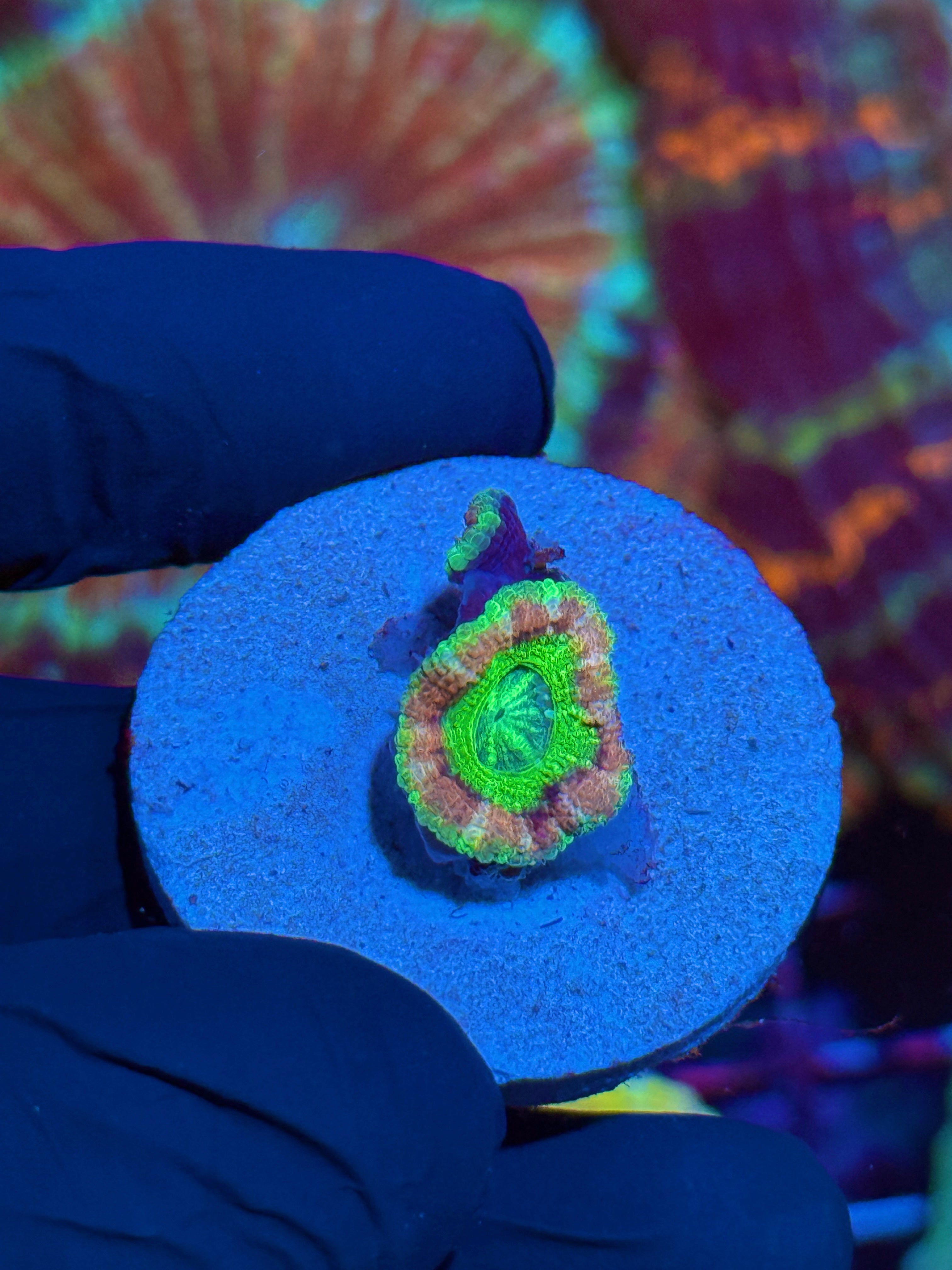 JEA Plasma Splash Asian Acans  2 Heads