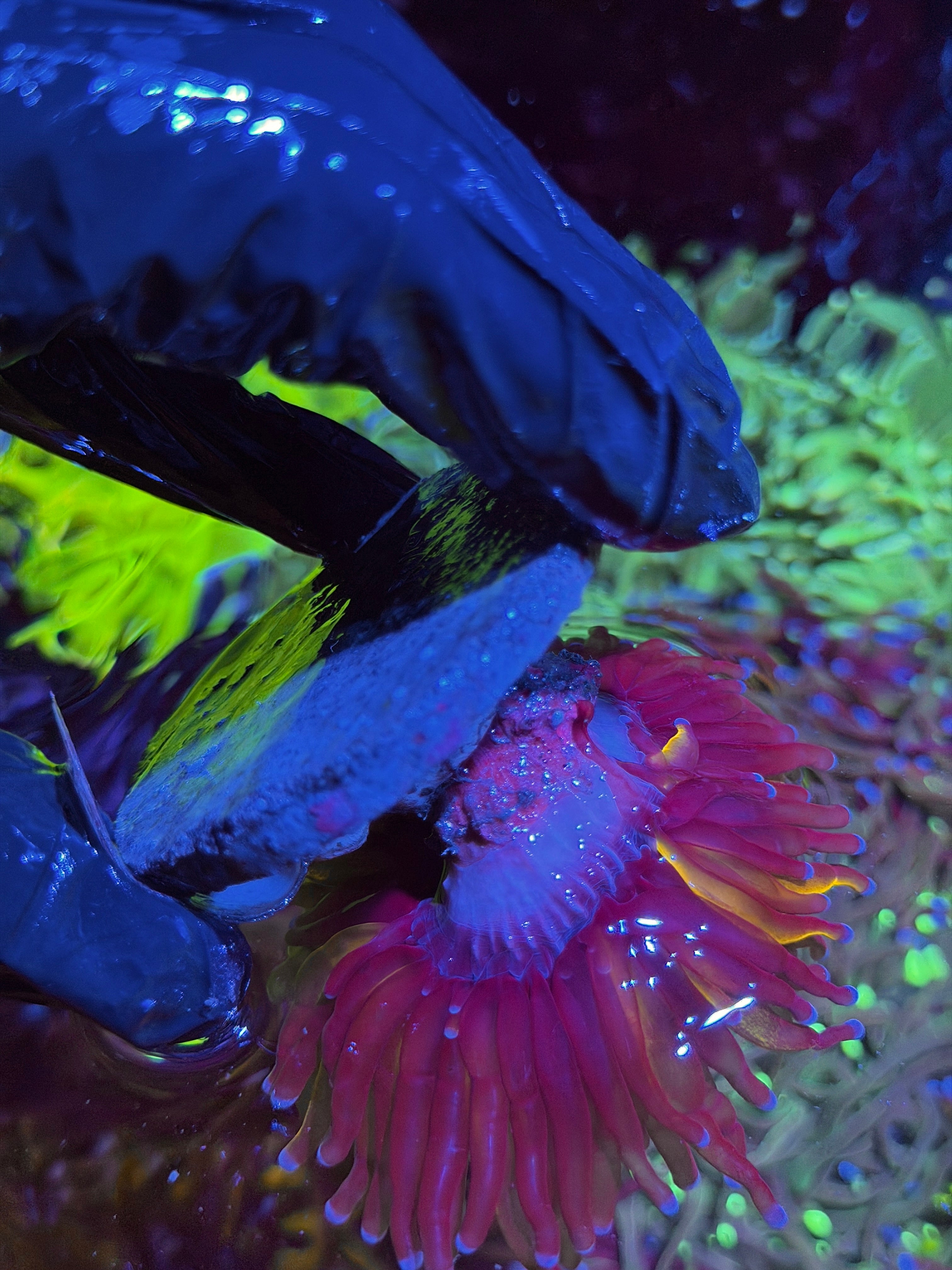 JEA Grafted Orange Tiger Torch Coral 1 XXL Head