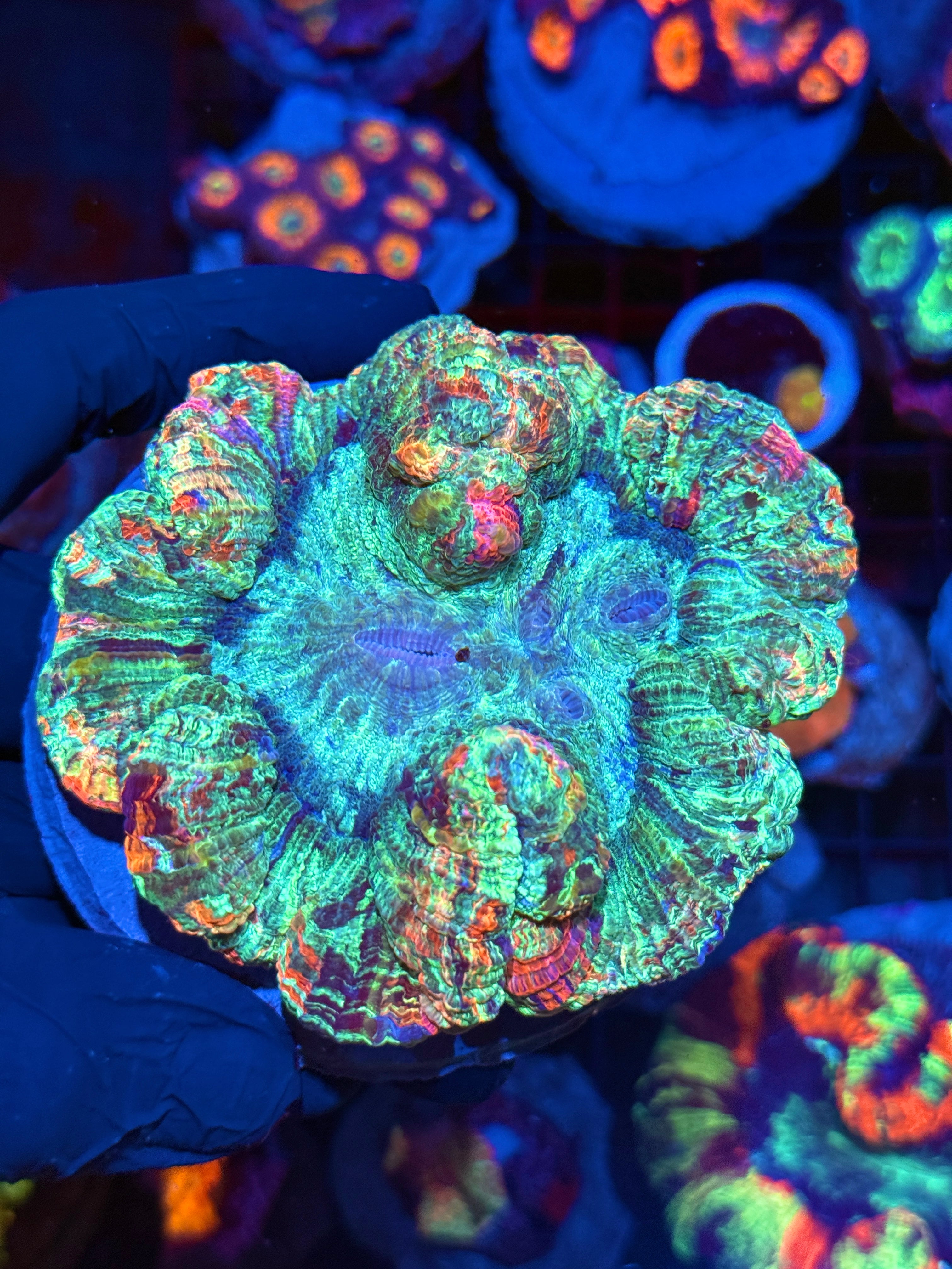 Rainbow Indo Trachyphyllia Meat Coral XL