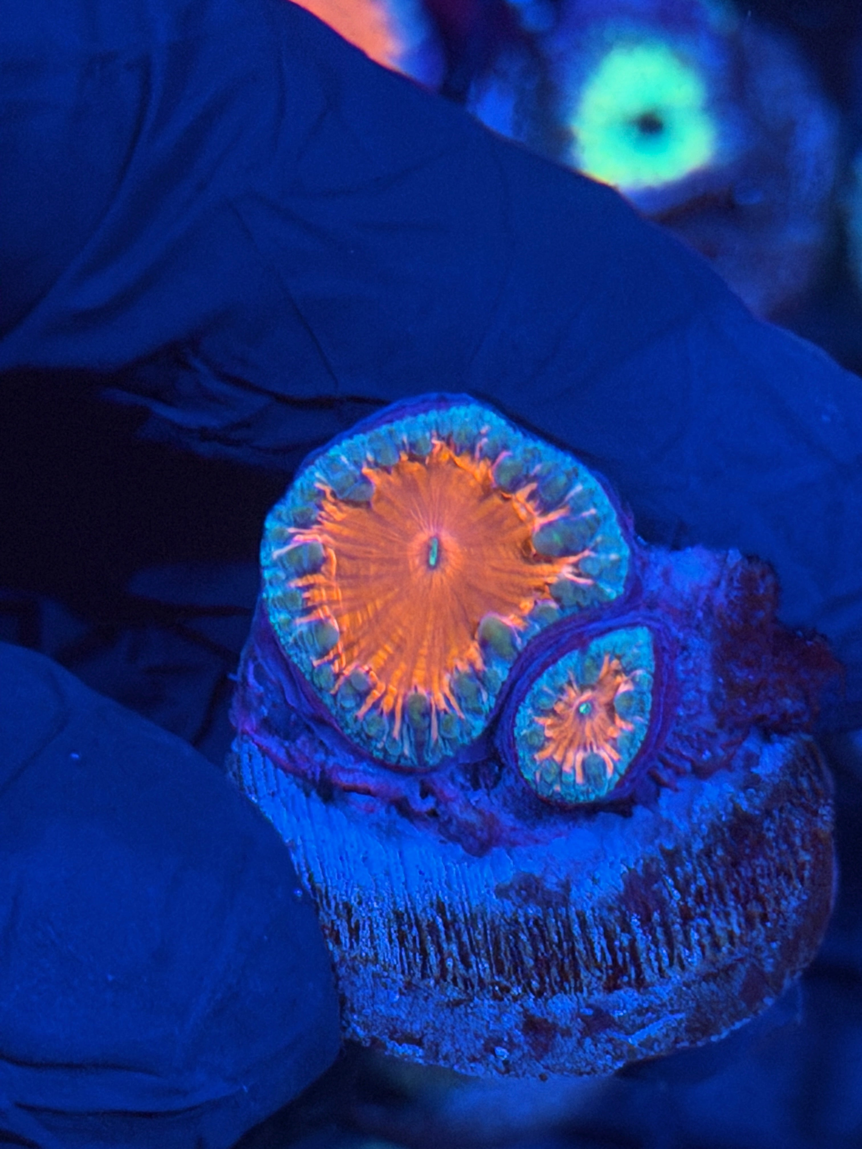 JEA Gumdrop Blastomussa Coral 2 Heads 11/28