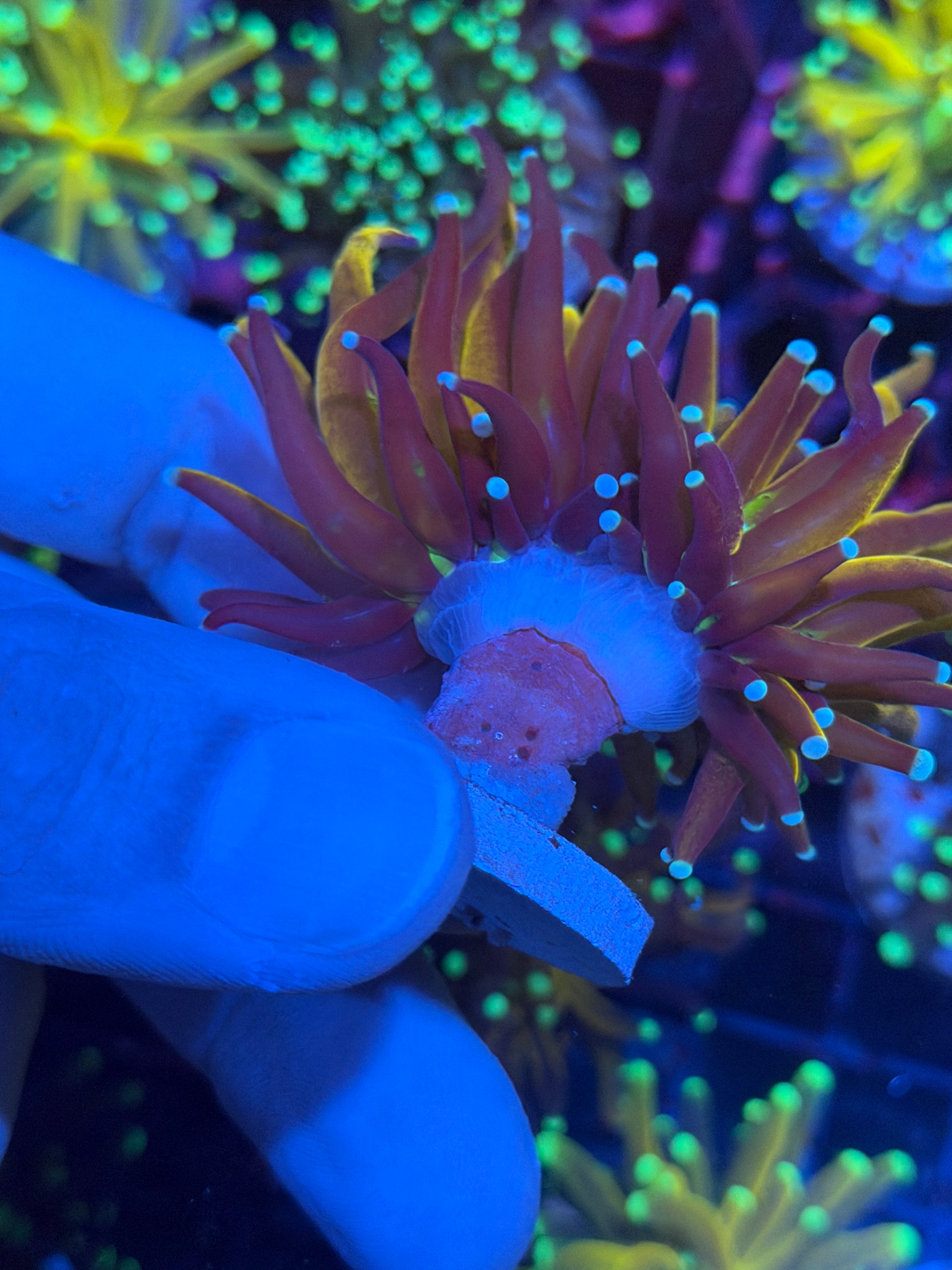 JEA Powder Blue Tip Tiger Torch Coral 1 Head Splitting (Branching) 12/1