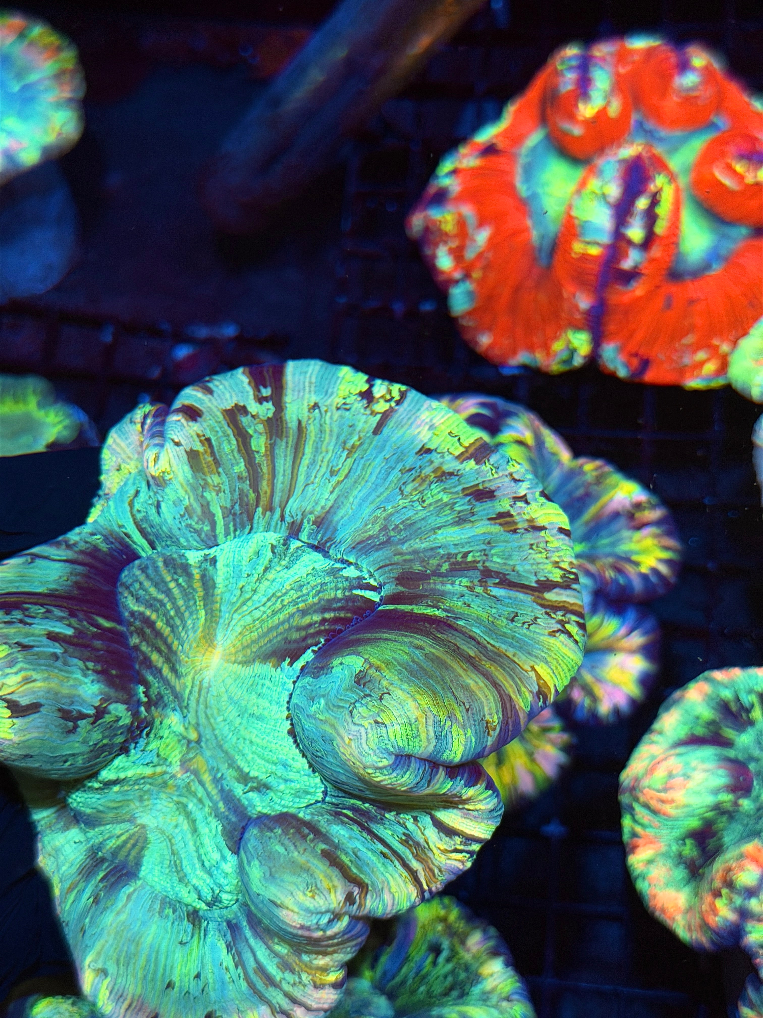 Rainbow Tie Dye Trachyphyllia Meat Coral