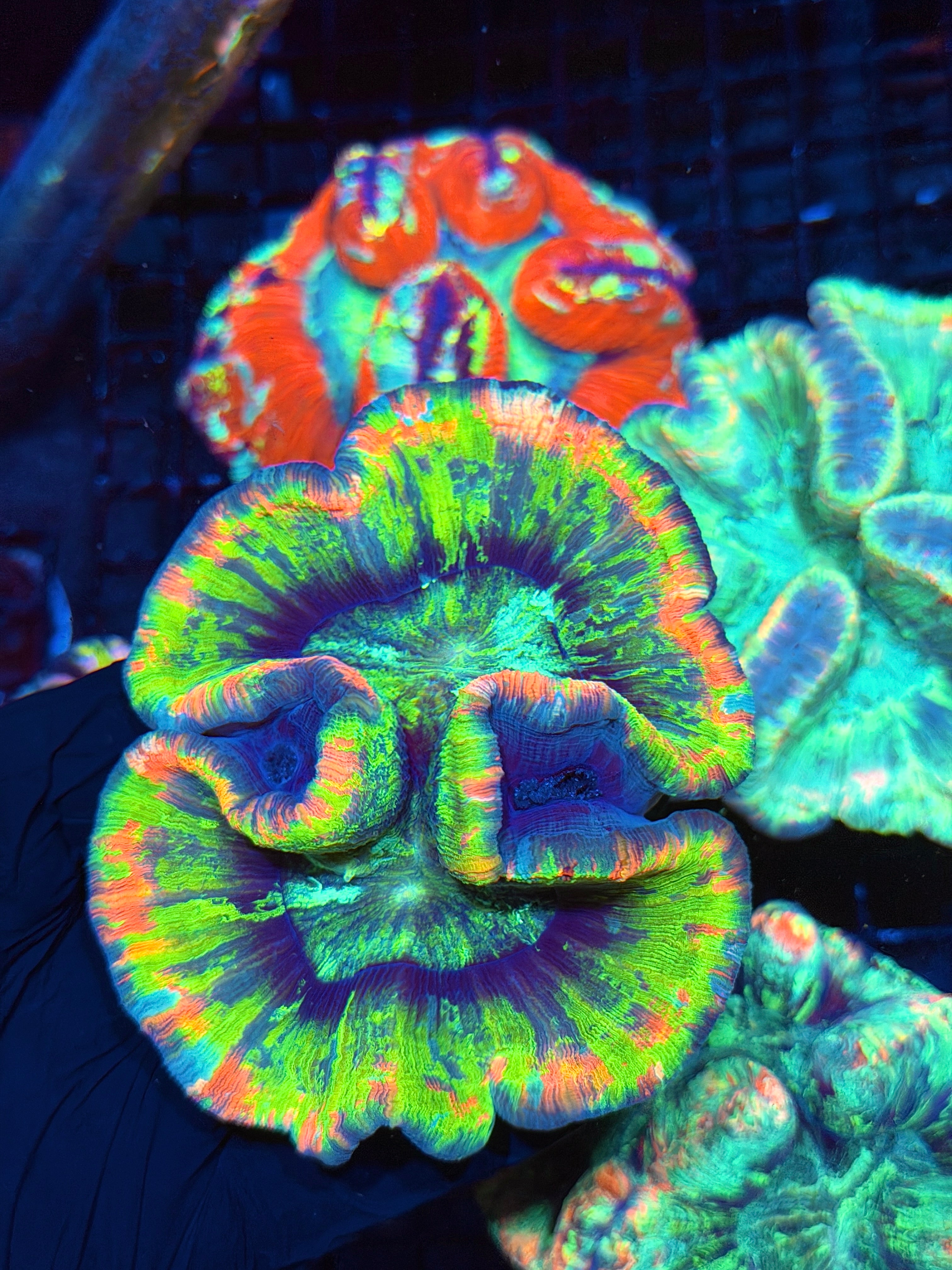 Insane Bright Rainbow Trachyphyllia Meat Coral XL