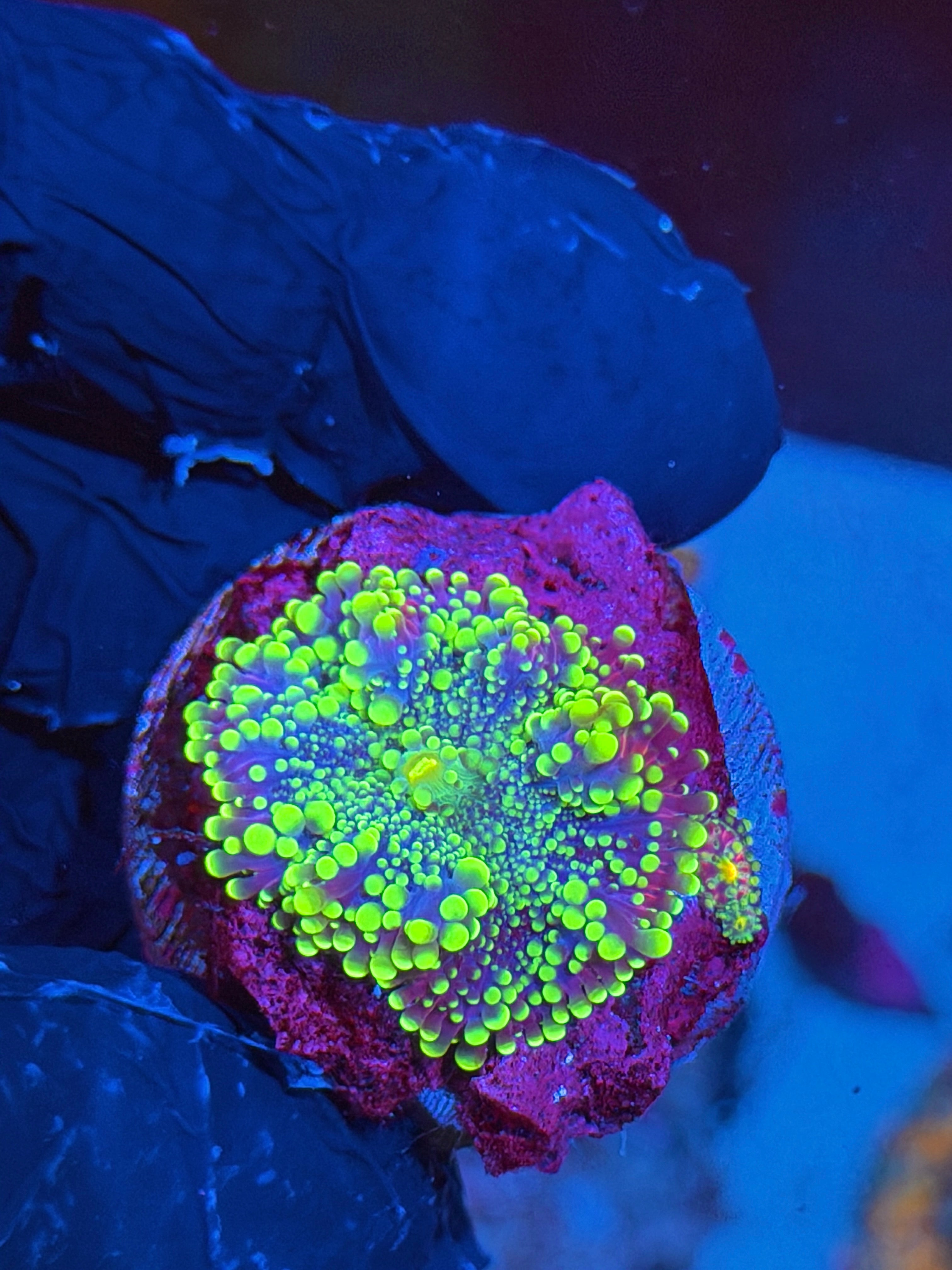 JEA Rainbow Plasma Yuma Mushroom Coral XL