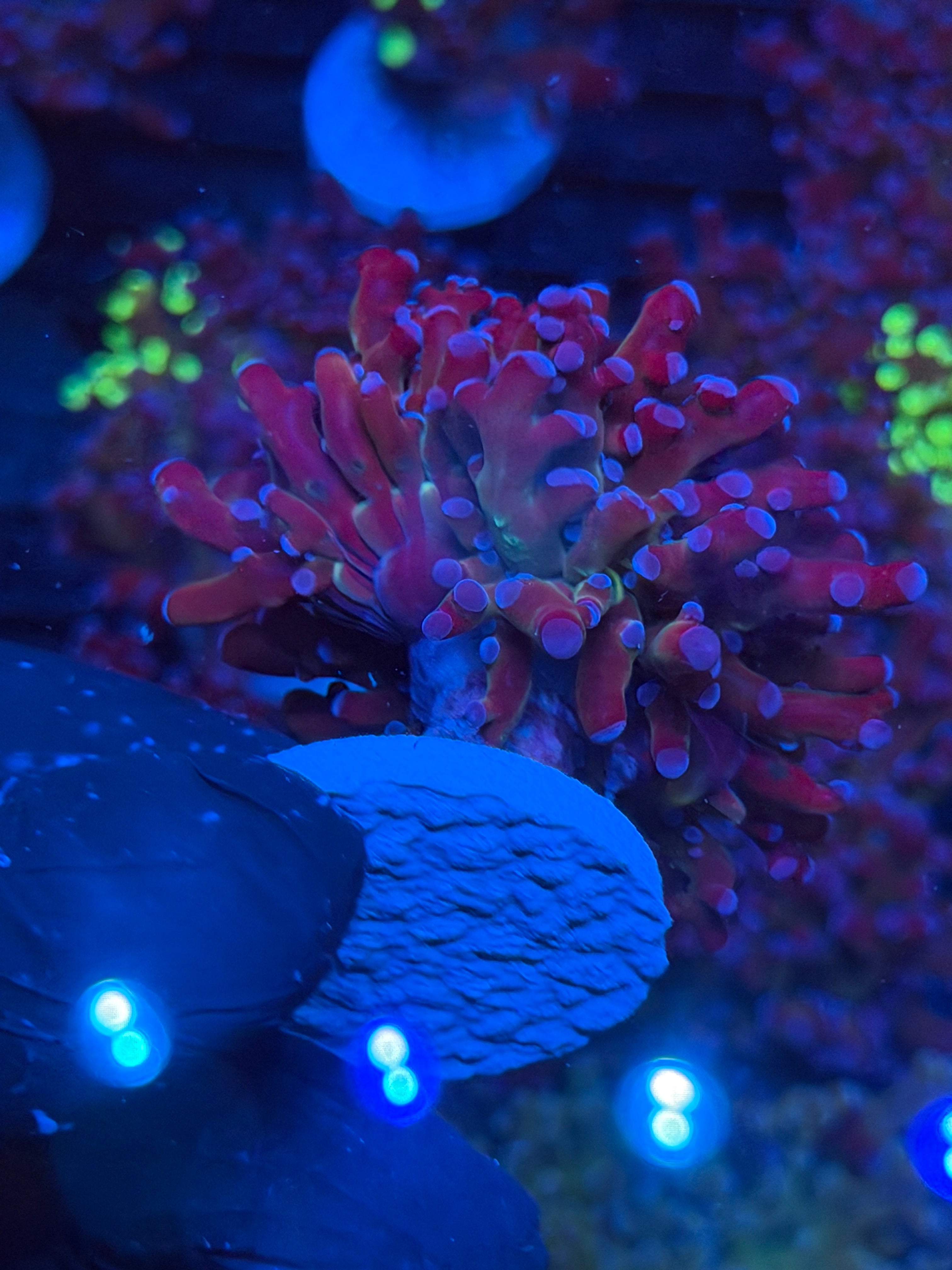 JEA Mardi Gras Frogspawn Coral 1 Xl Head 9/6