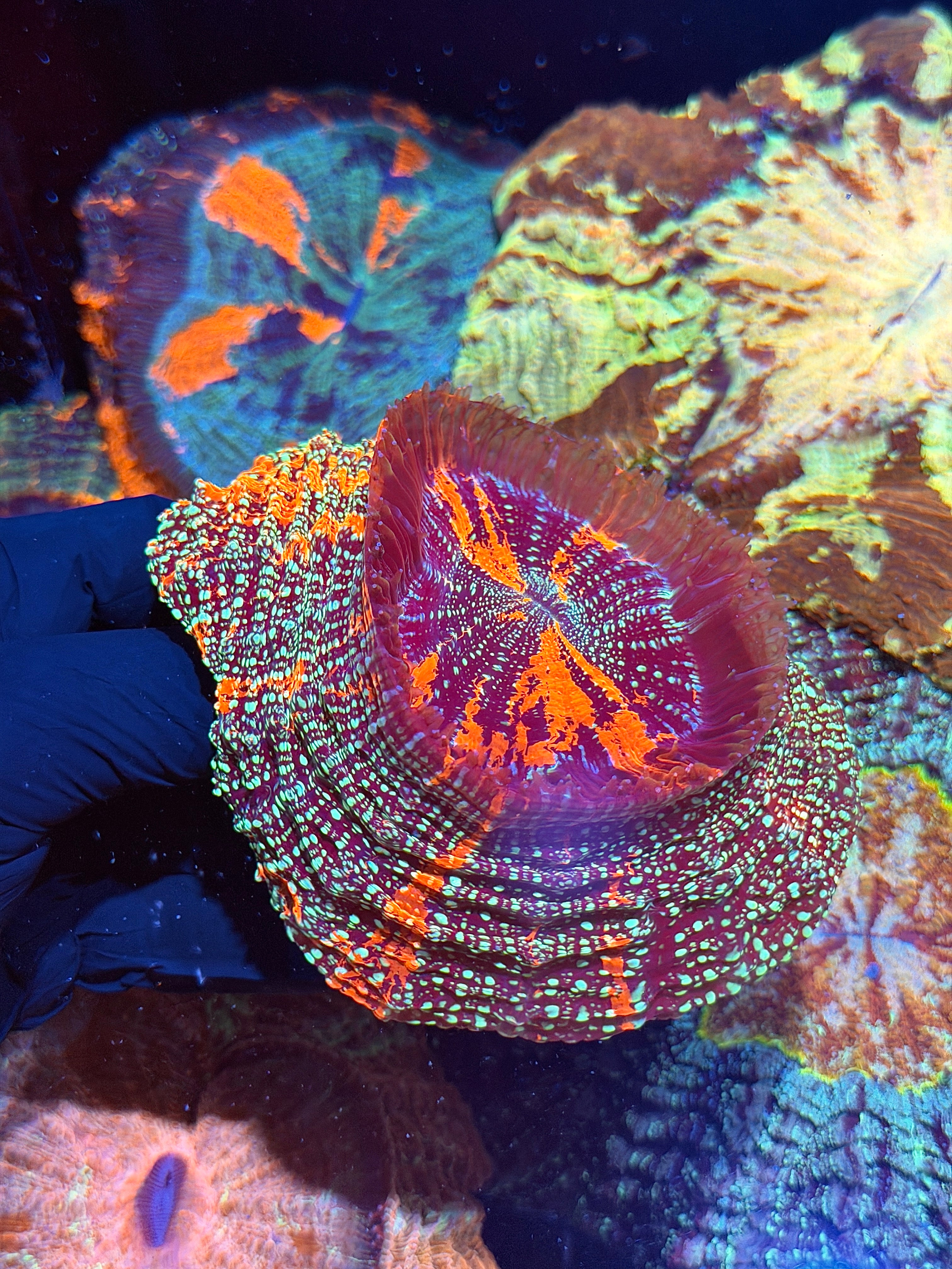 Rare Galaxy Glitter Acanthophyllia Meat Coral XXL Show Piece