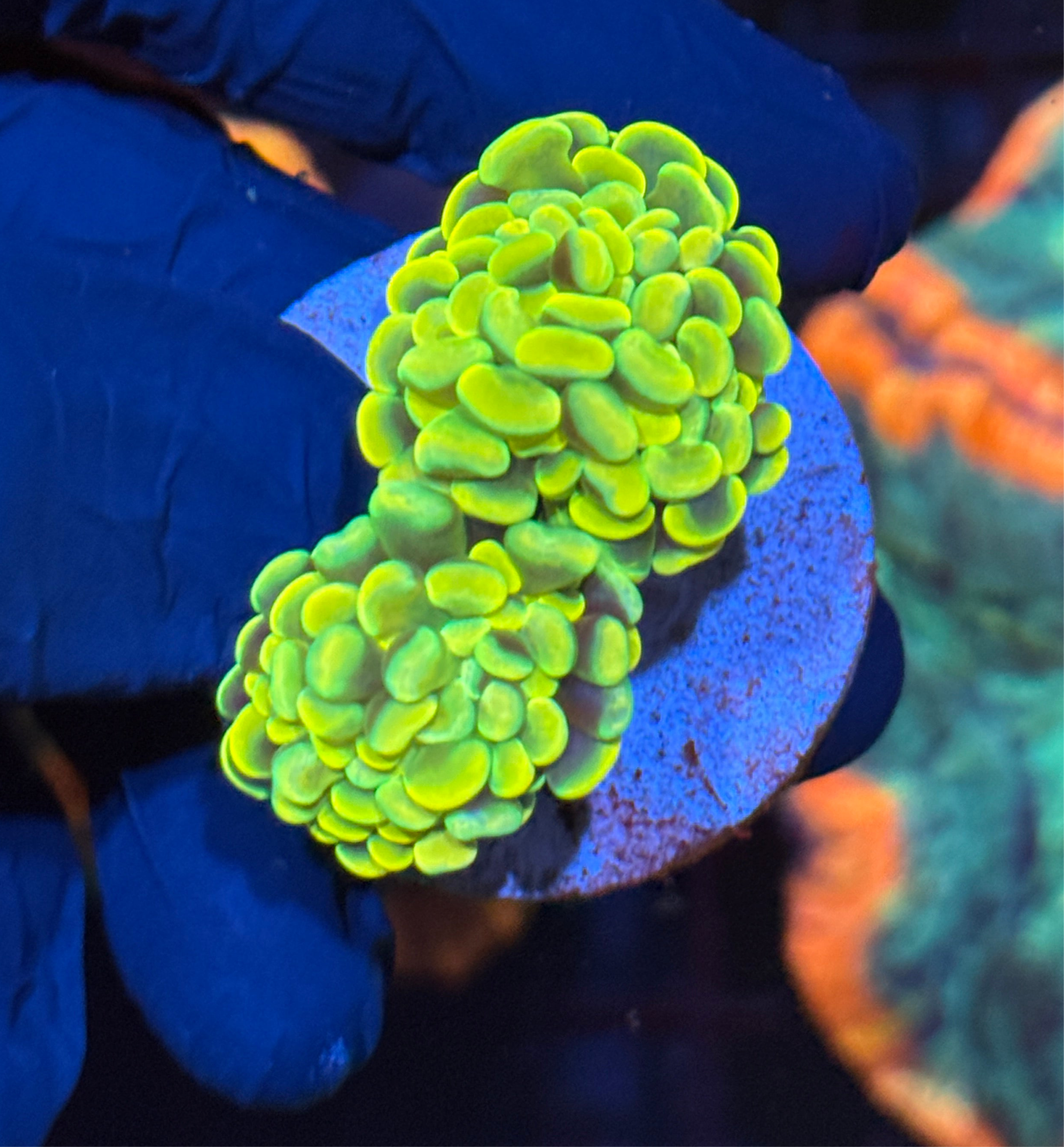 JEA Holy Hammer Coral 2 Heads BRIGHT
