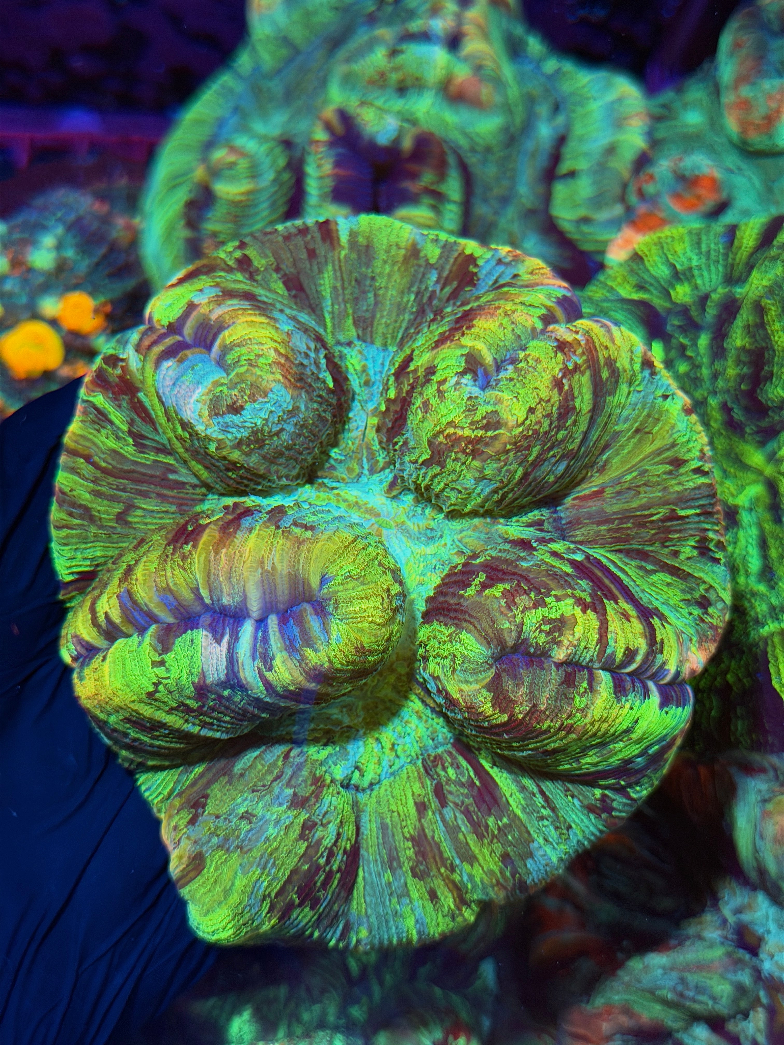Rainbow Trachyphyllia Meat Coral 3/4