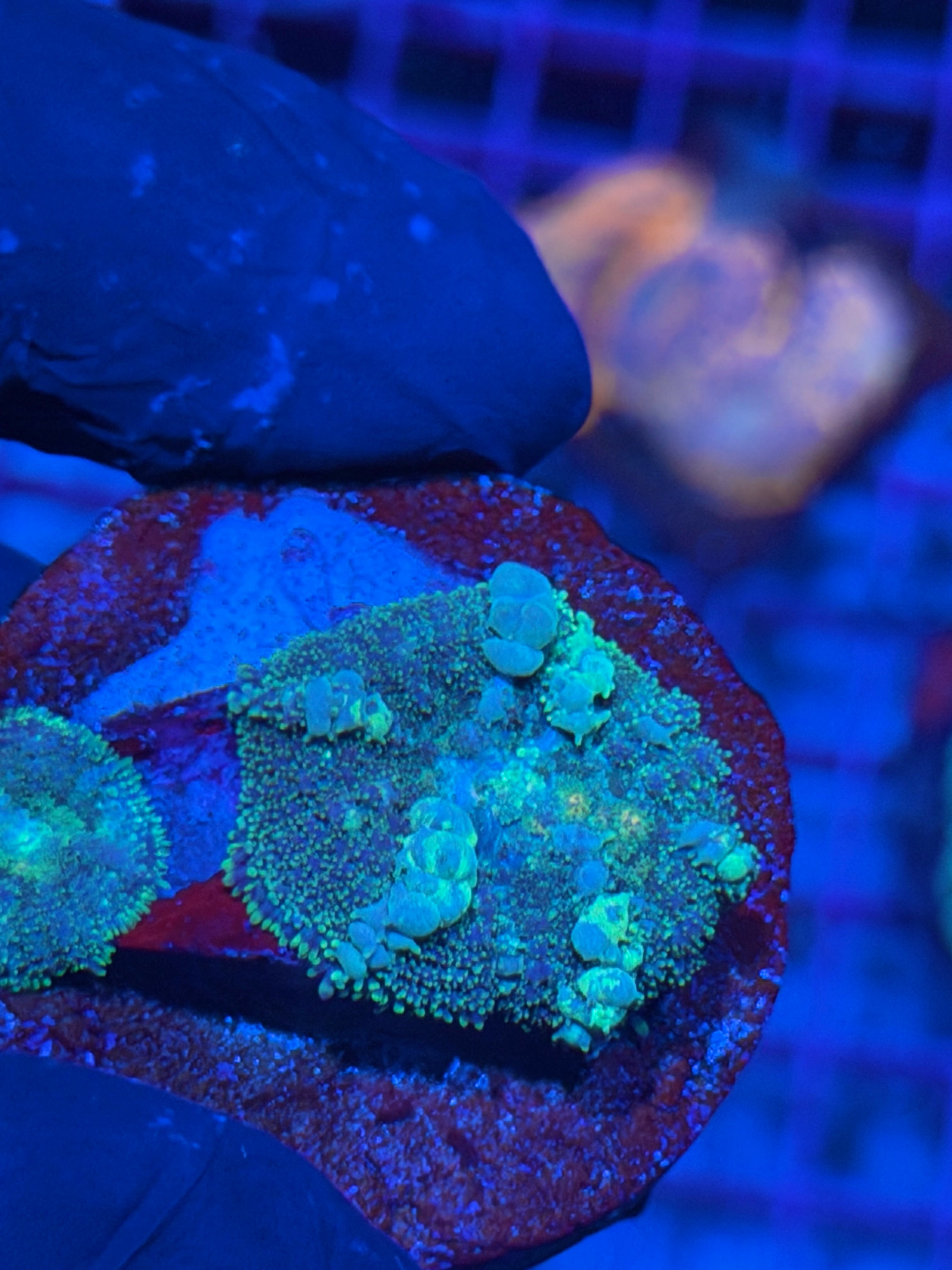 JEA Godspawn Bounce Mushroom Coral Multi Marbled Bounce 8/12