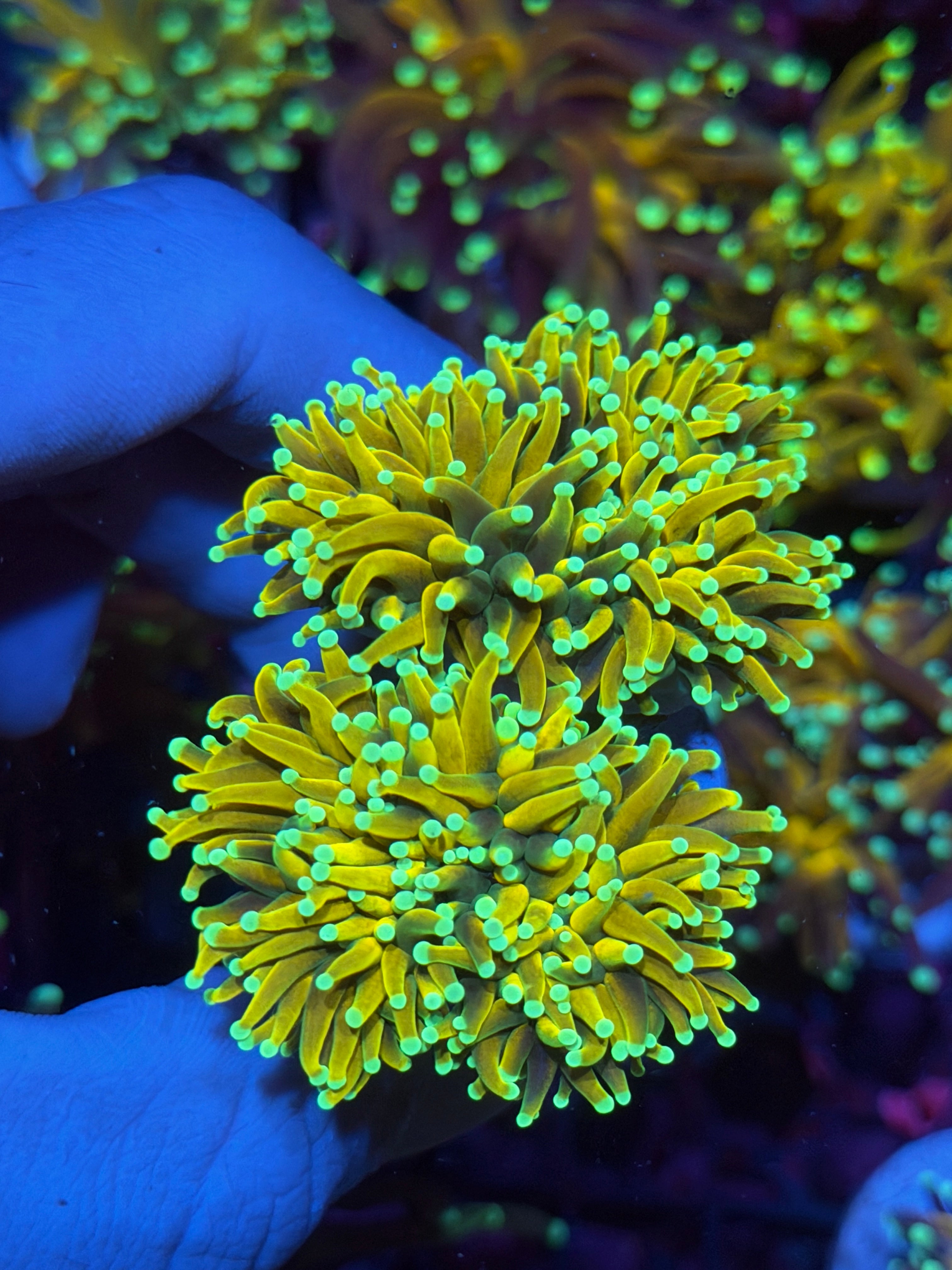 JEA Holy Guac Torch Coral 2 Heads Splitting to 4 XXL 11/28