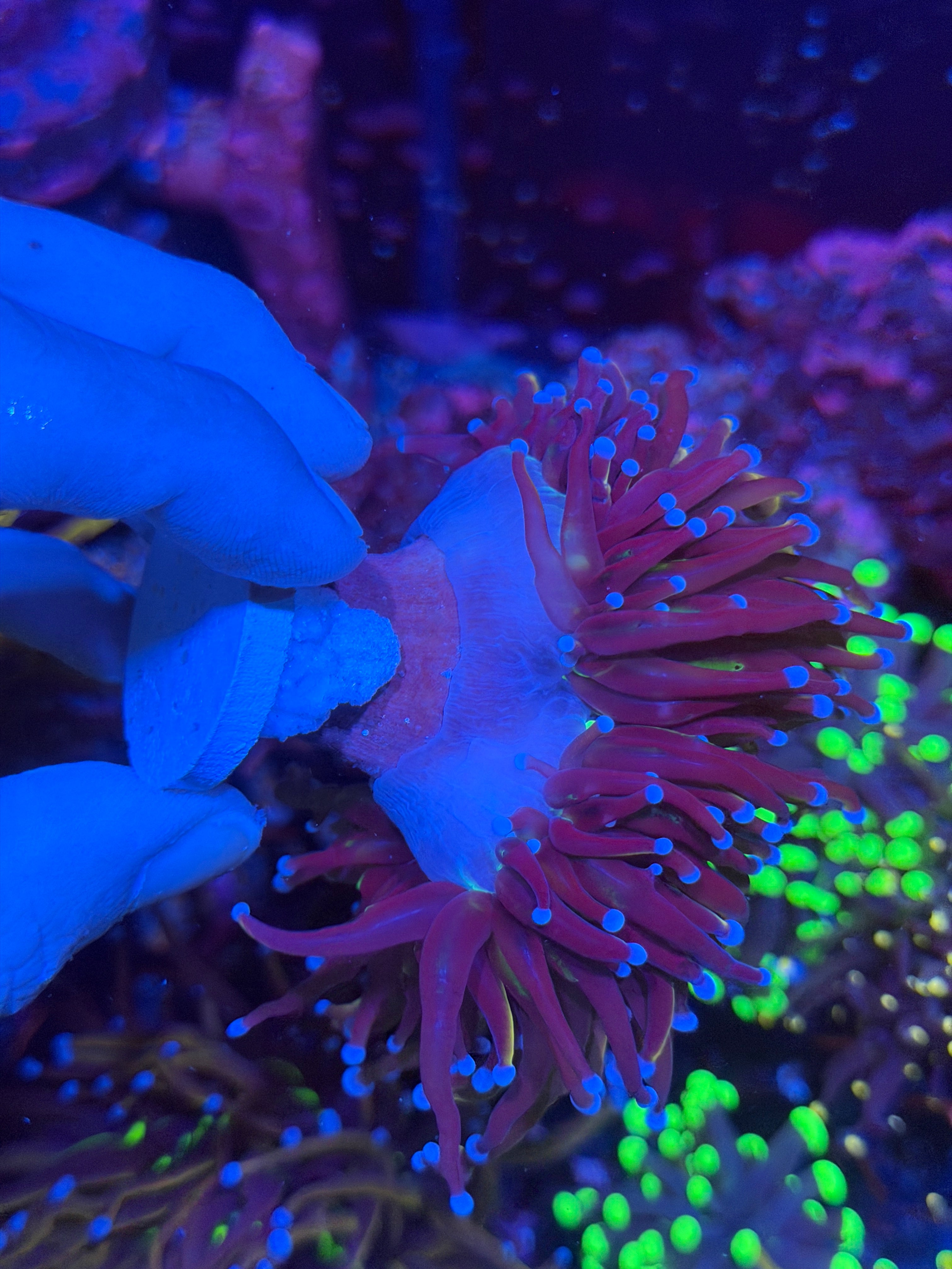 JEA Dragon Goddess Torch Coral 2 Heads Splitting XXL 12/1