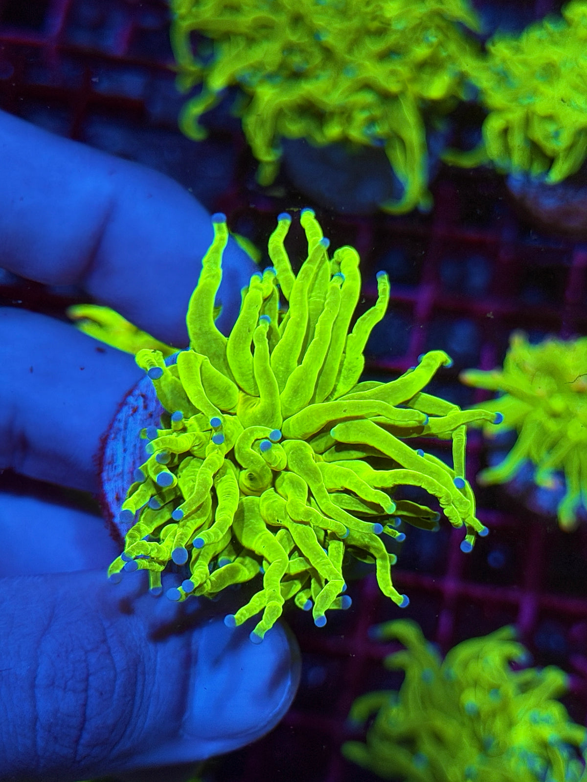 JEA Holy Grail Torch Coral 1 Head XL 10/21