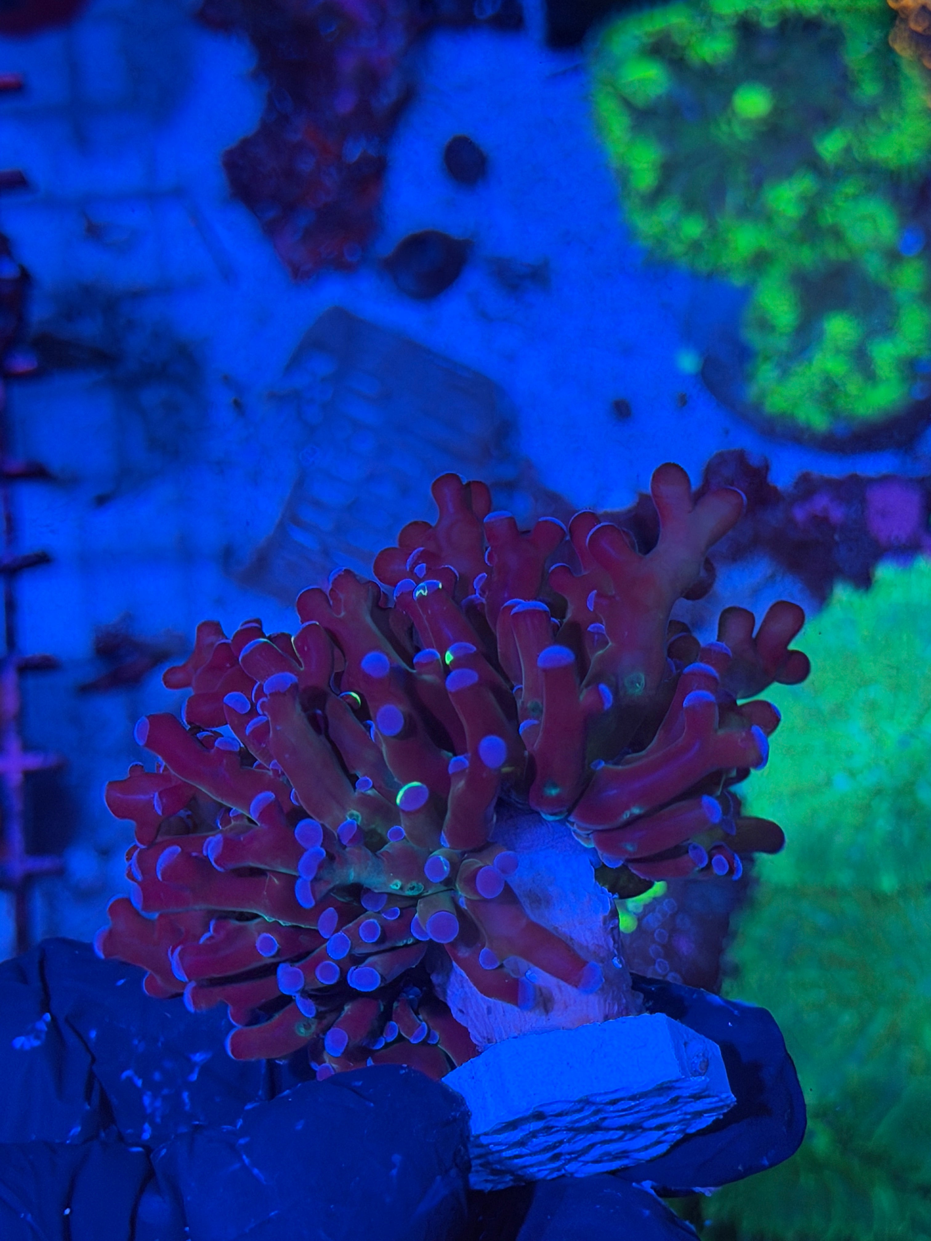 JEA Mardi Gras Frogspawn Coral 1 XL Head