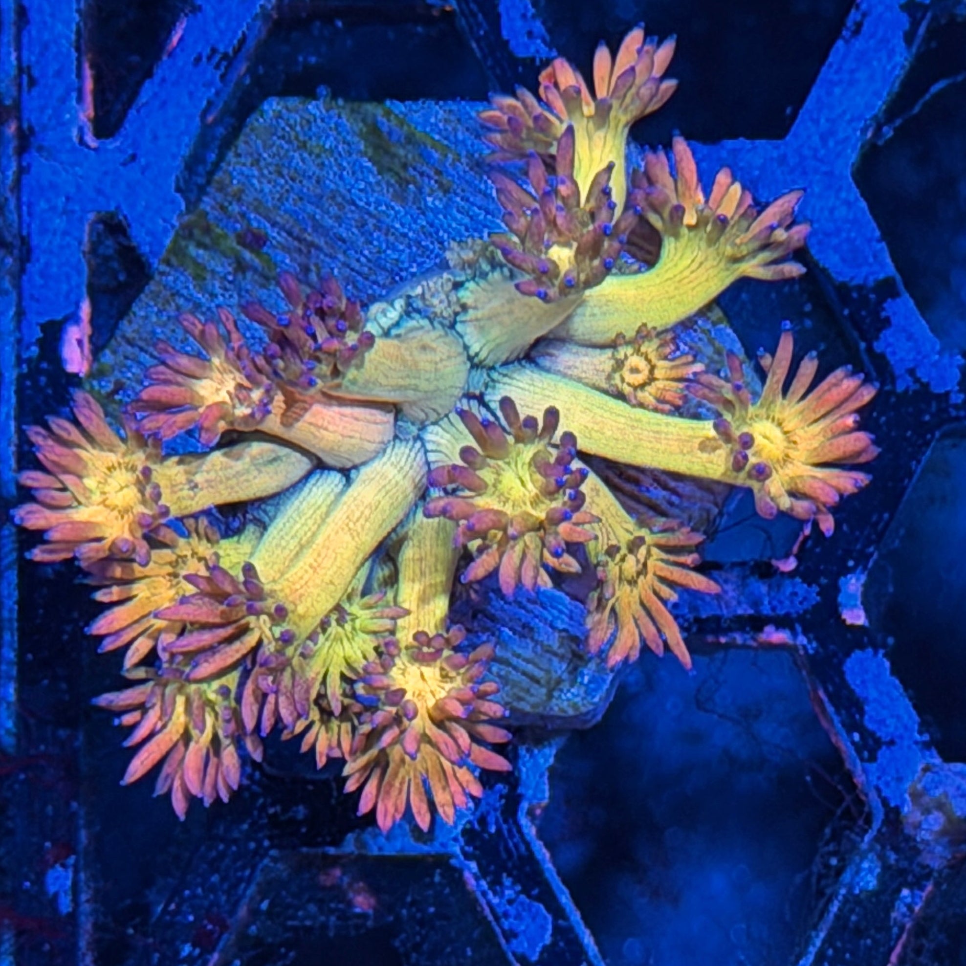 JEA Phantom Force Goniopora Coral LAST FRAG AVAILABLE *New Release* 8/1