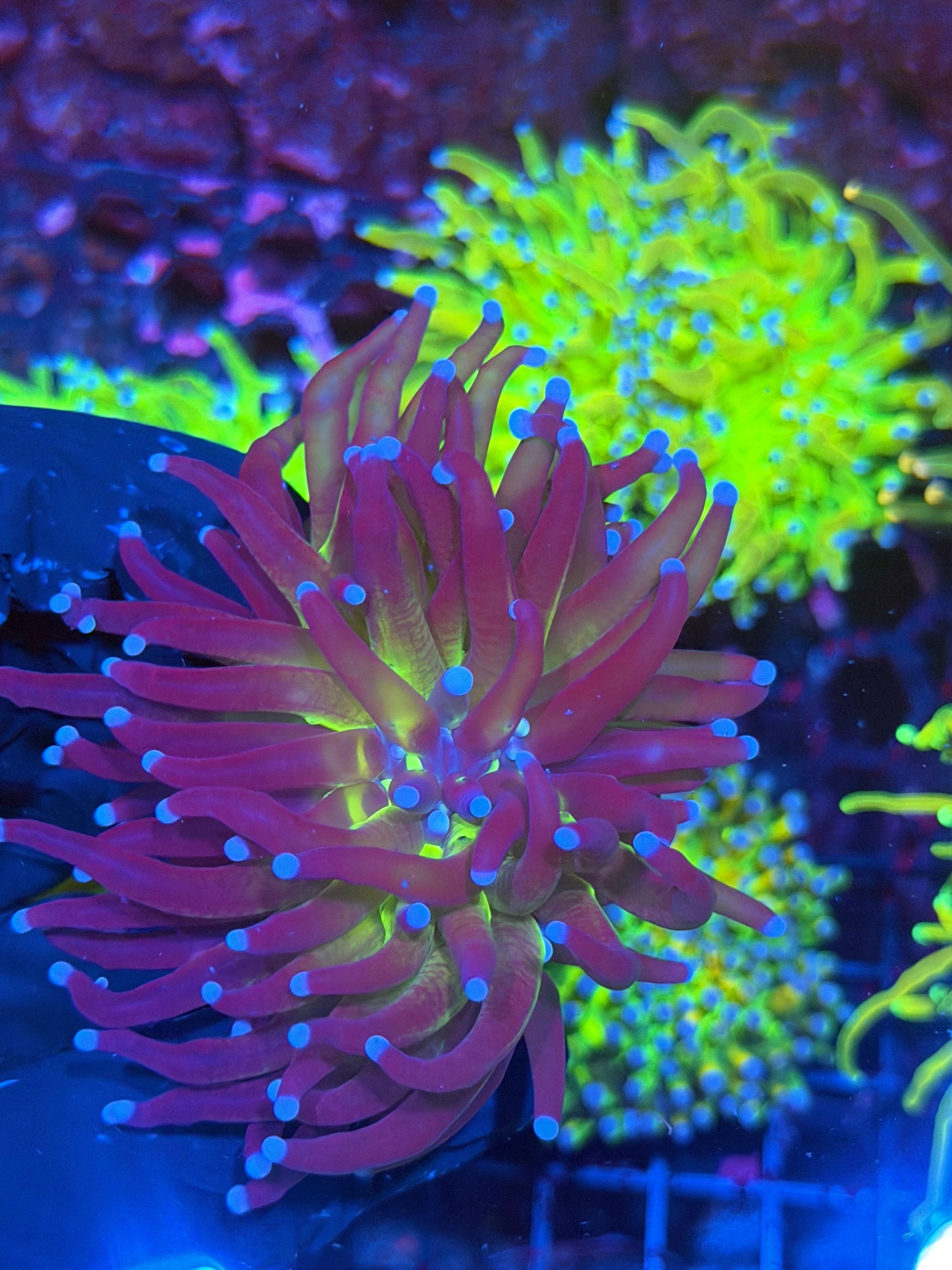 JEA Death Goddess Torch Coral 2 XL Heads Splitting