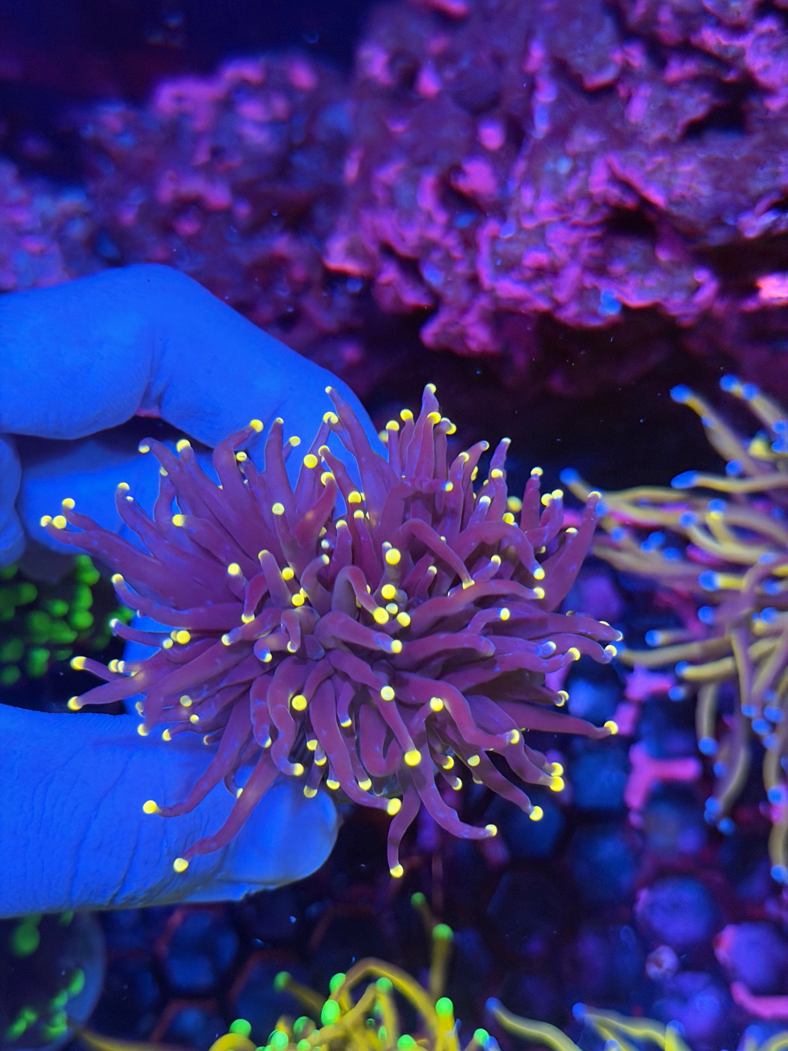 JEA Joker Torch Coral 2 Heads 12/1