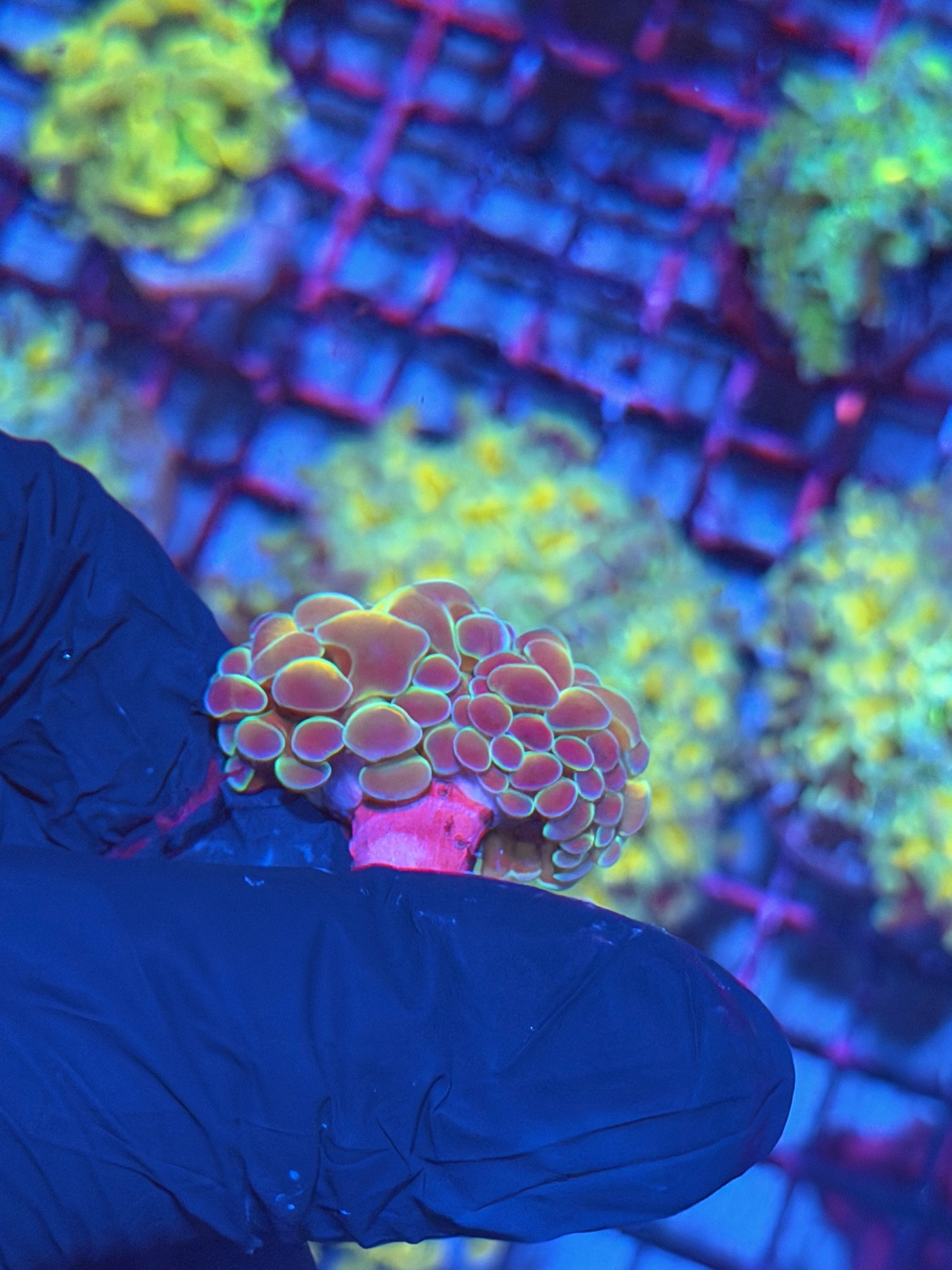 JEA Orange Hologram Hammer Coral 2 Heads 8/12