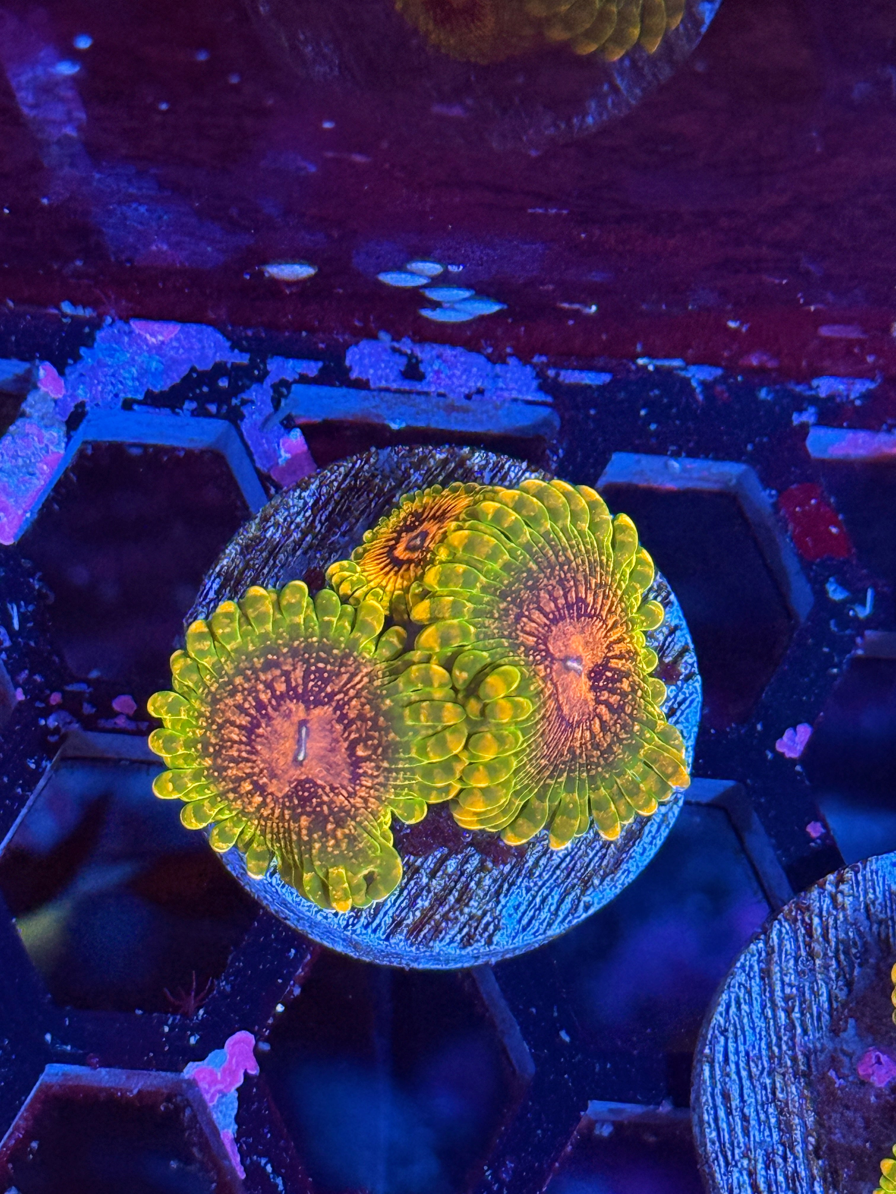 GMK Grand Master Krakatoa Zoanthid Coral 3 Xl Polyps