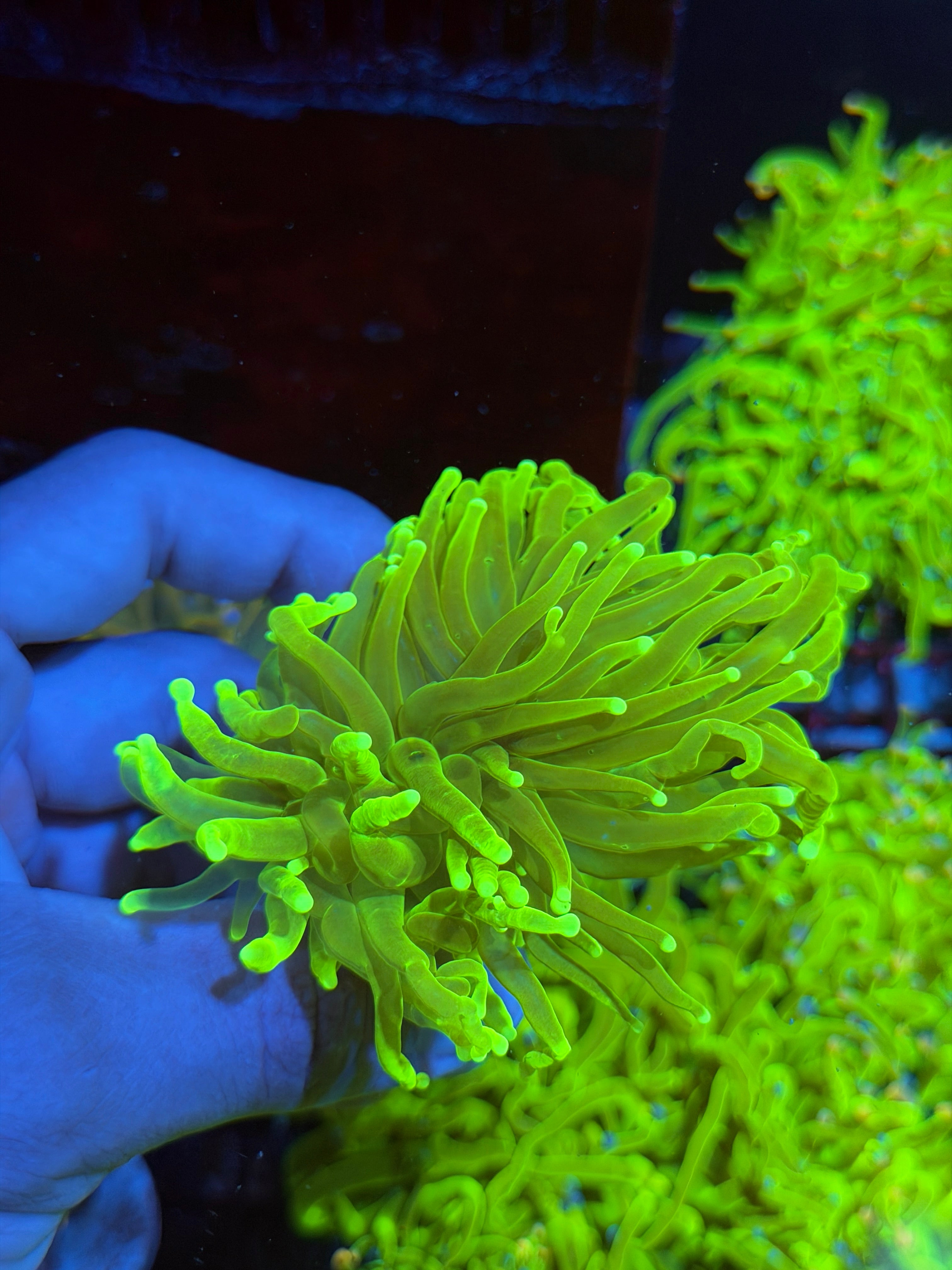JEA Hellfire Torch Coral 2 XL Heads splitting 9/5