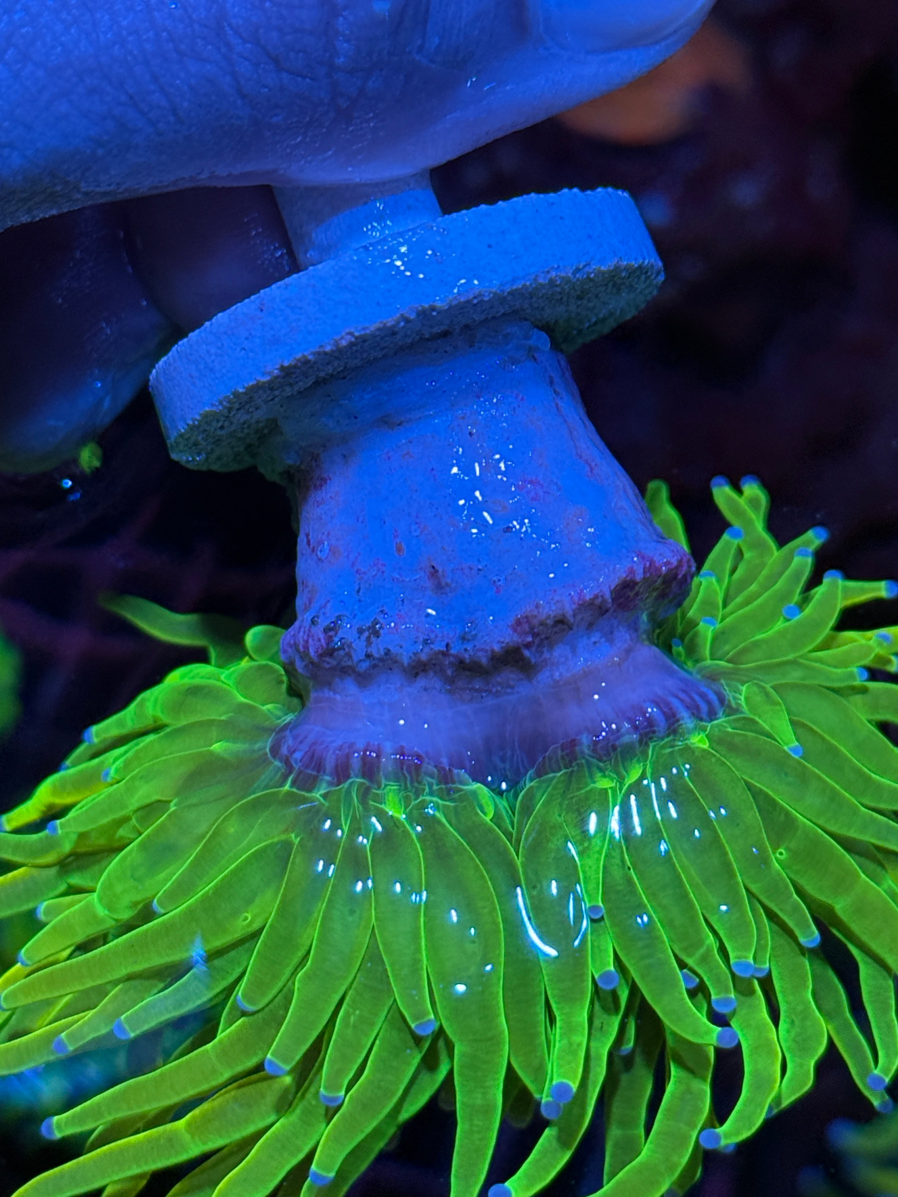JEA 24K Holy Grail Torch Coral 1 Heads Splitting XXL 10/12