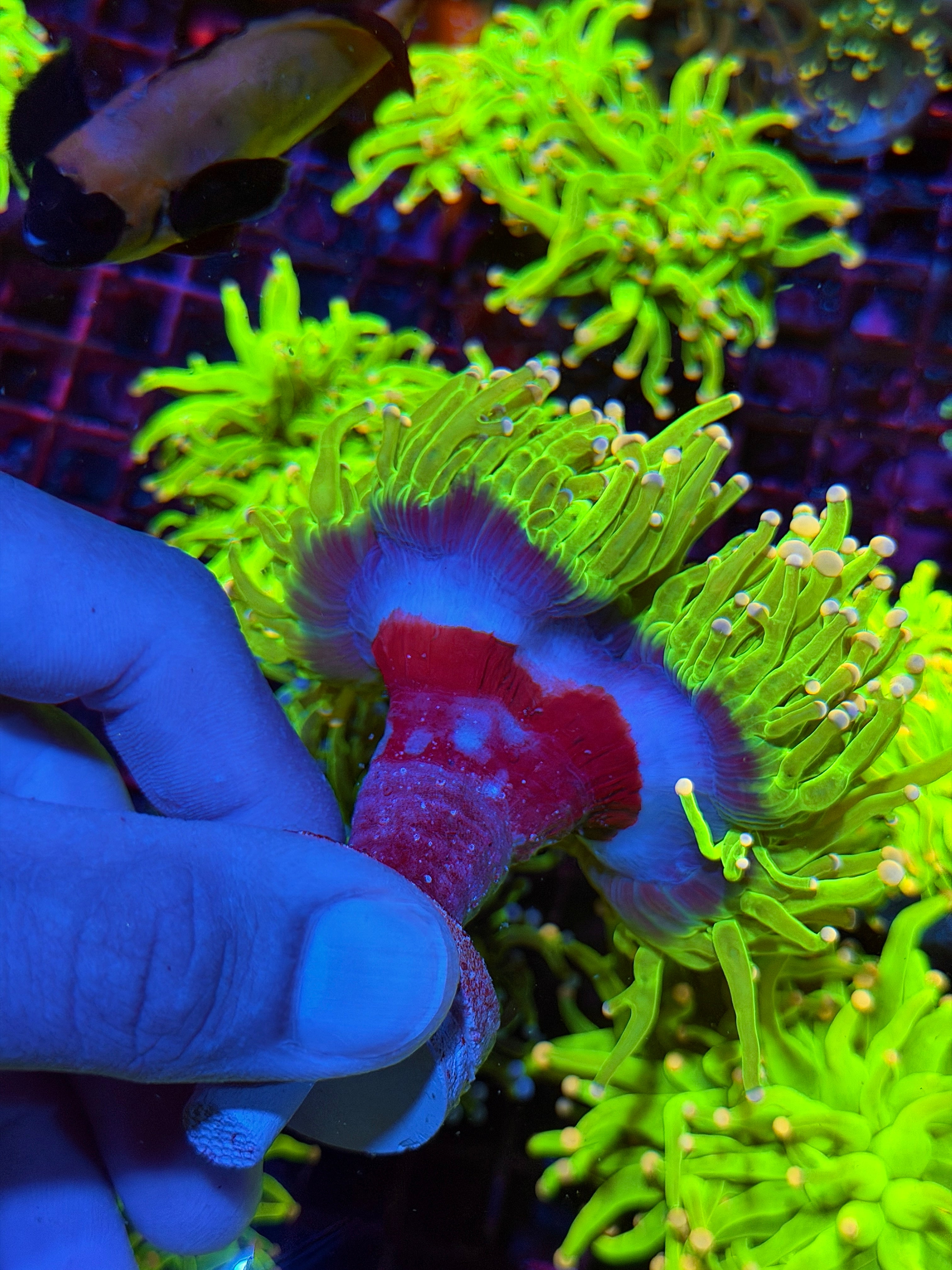 JEA Care Bears Holy Grail Torch Coral 2 XXL Heads Splitting to 3
