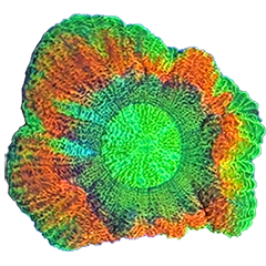 Acans