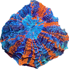 Acanthophyllia