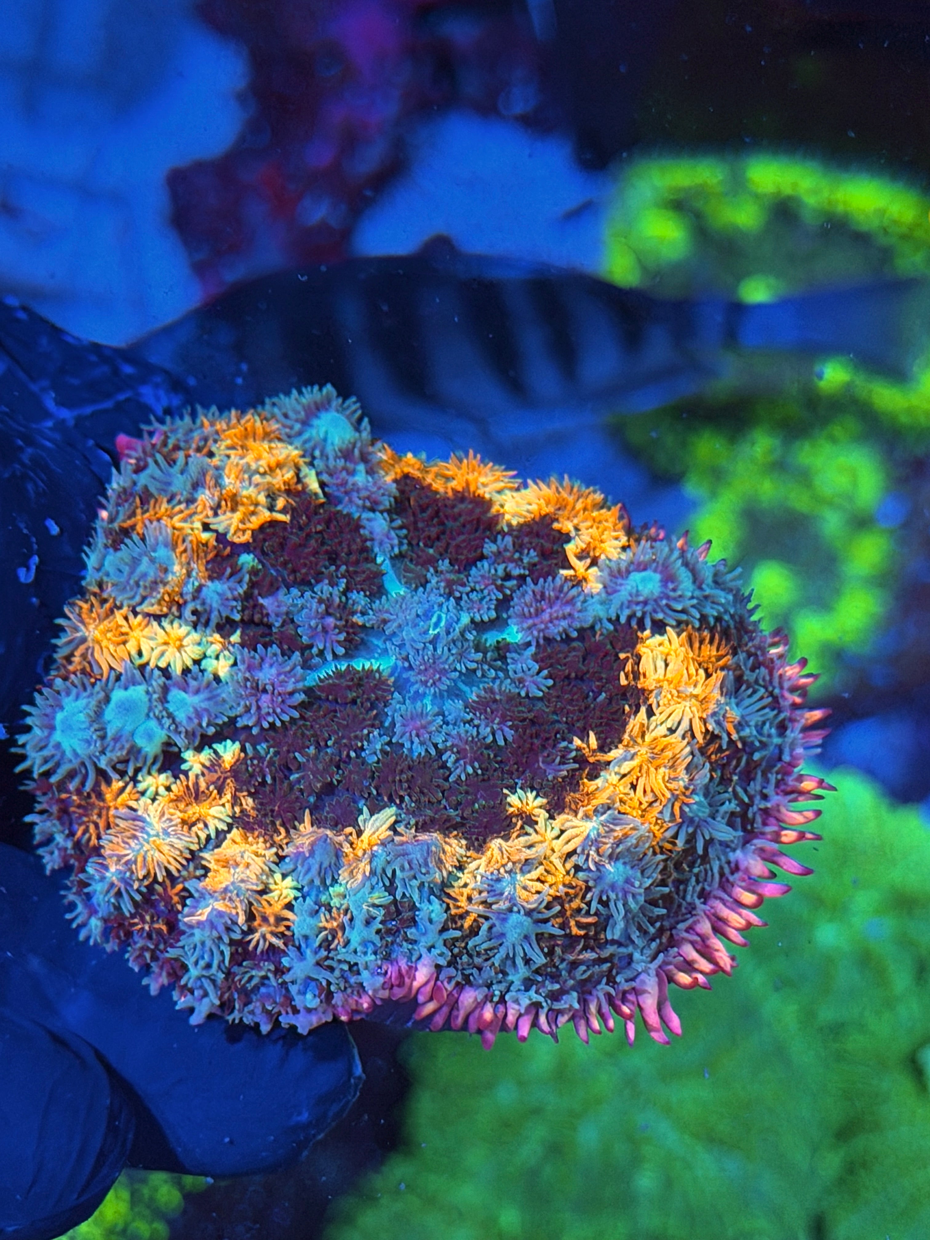 JEA Spellcaster Bounce Mushroom Coral XXL