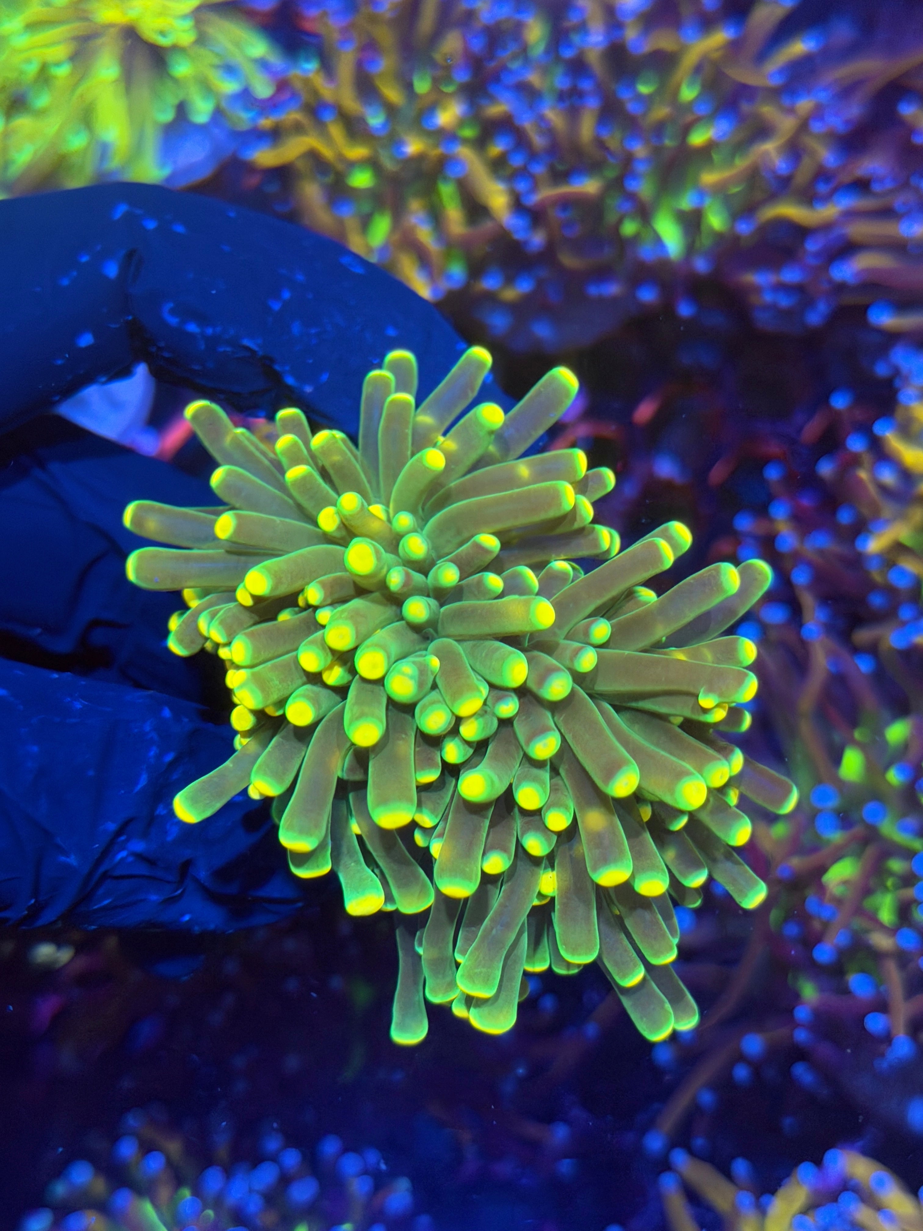 JEA Lemon Drop Torch Coral 2 XL Heads Splitting 11/3