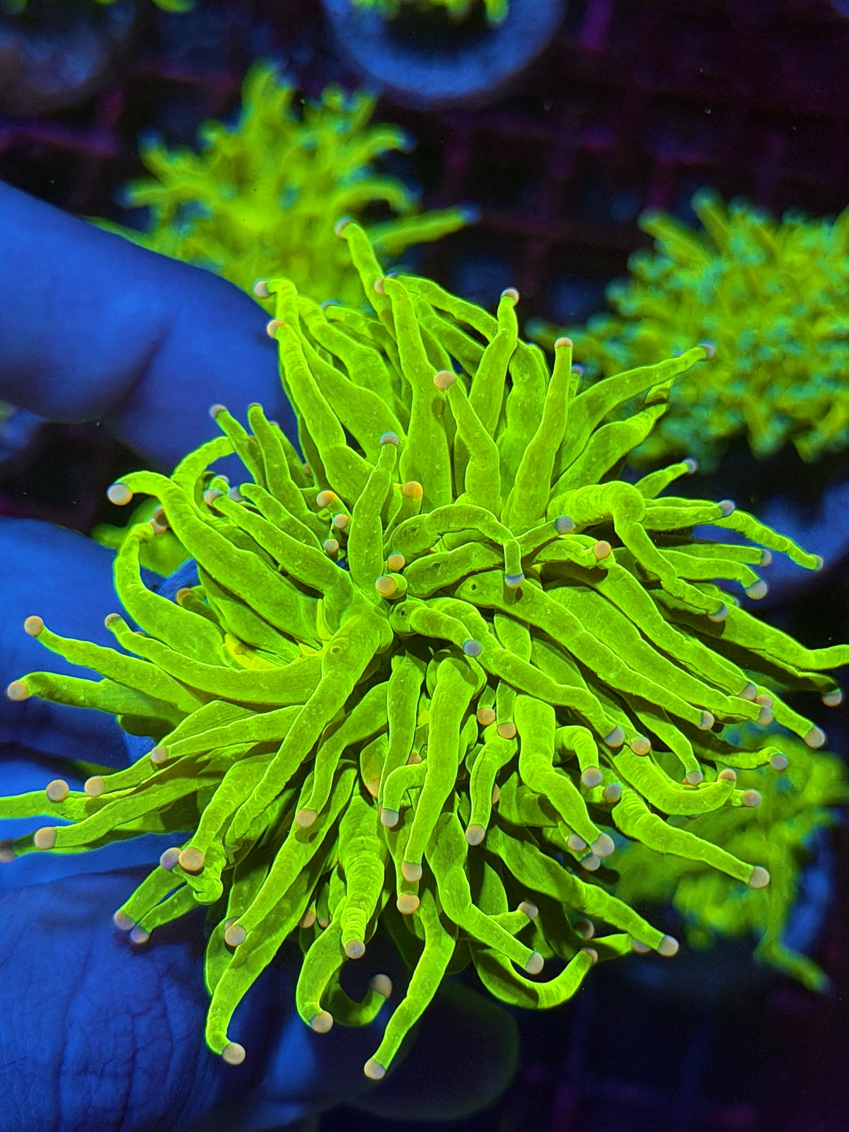 JEA Skittles Holy Grail Torch Coral 2 Heads Splitting XXL 10/21