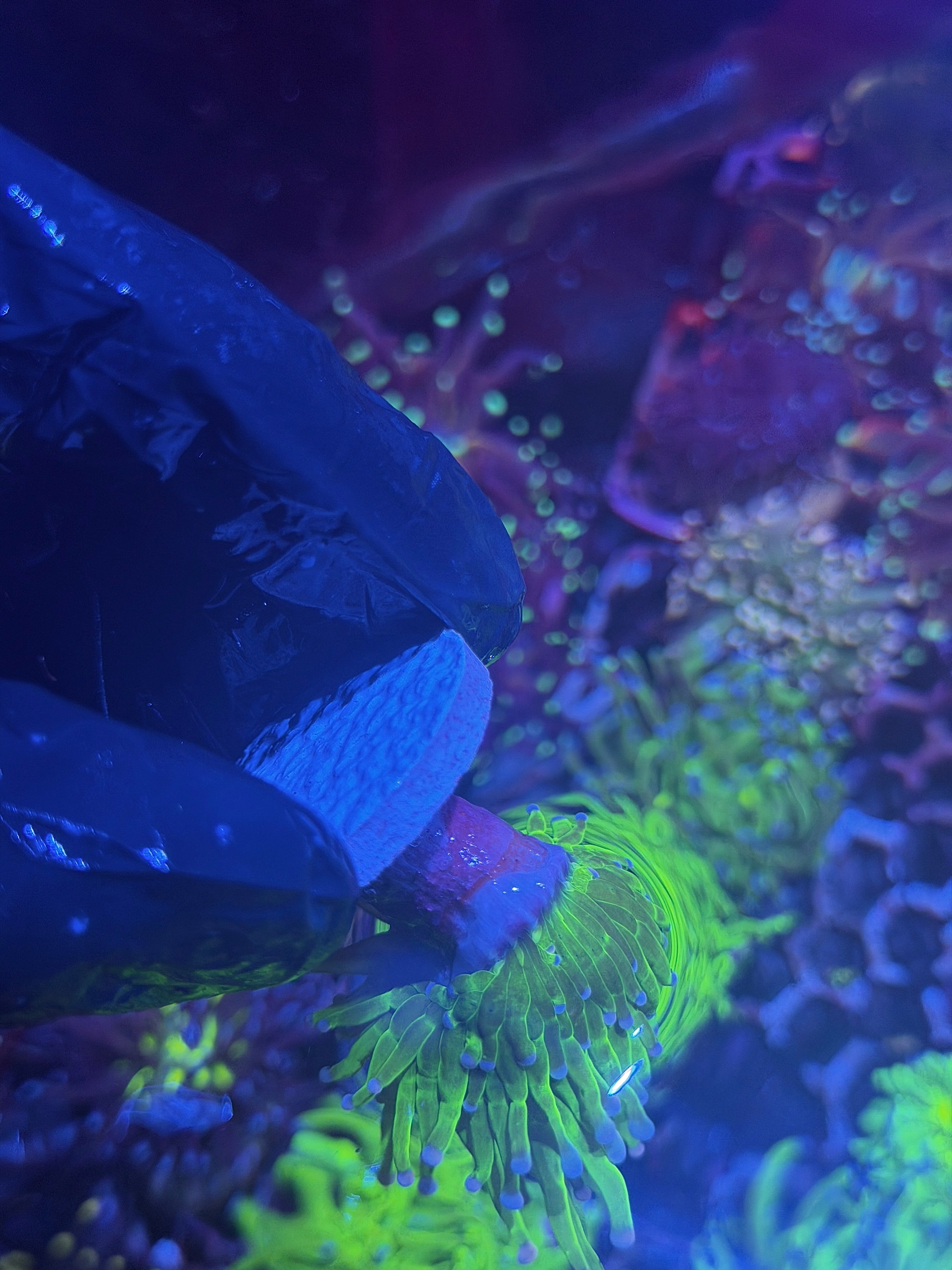 JEA Grafted Skittles Holy Grail Torch Coral 1 Head