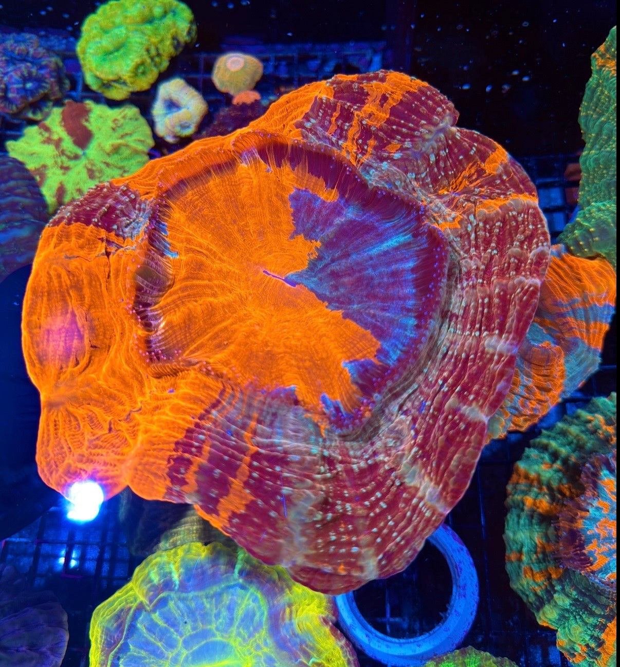 Insane 50/50 Split Acanthophyllia Meat Coral XXXL Show Piece