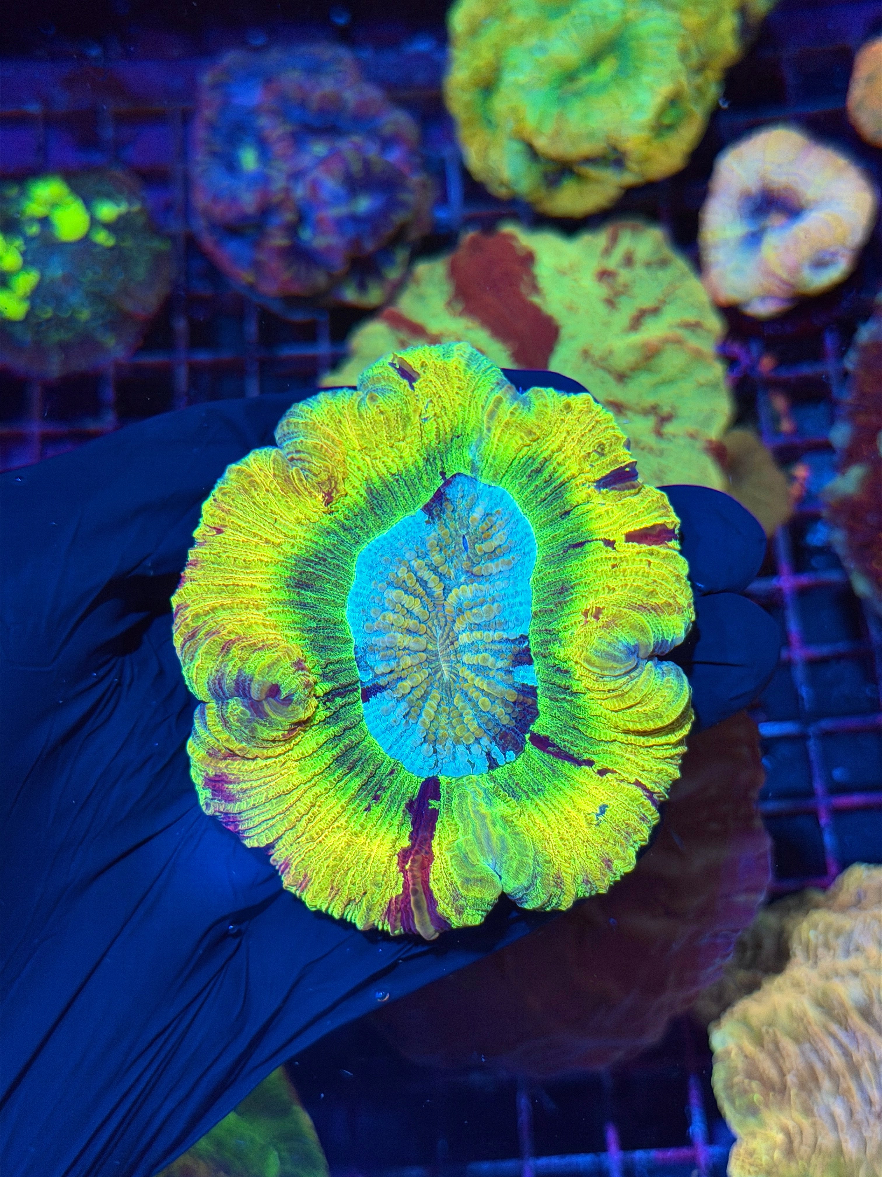 Insane Rainbow Trachyphyllia Meat Coral ( Rare Yellow )