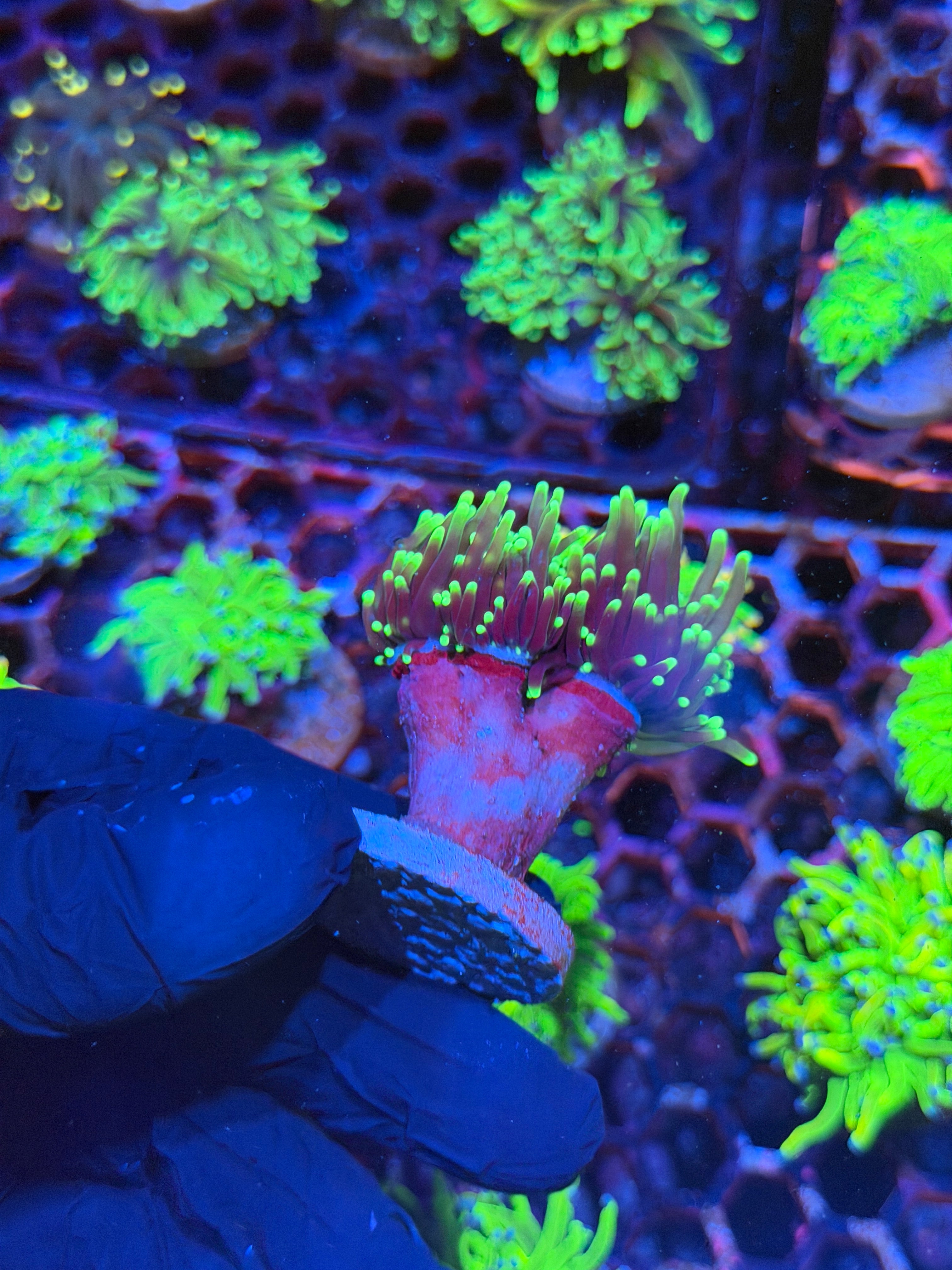 JEA Grim Reaper Torch Coral 3 Heads 8/29