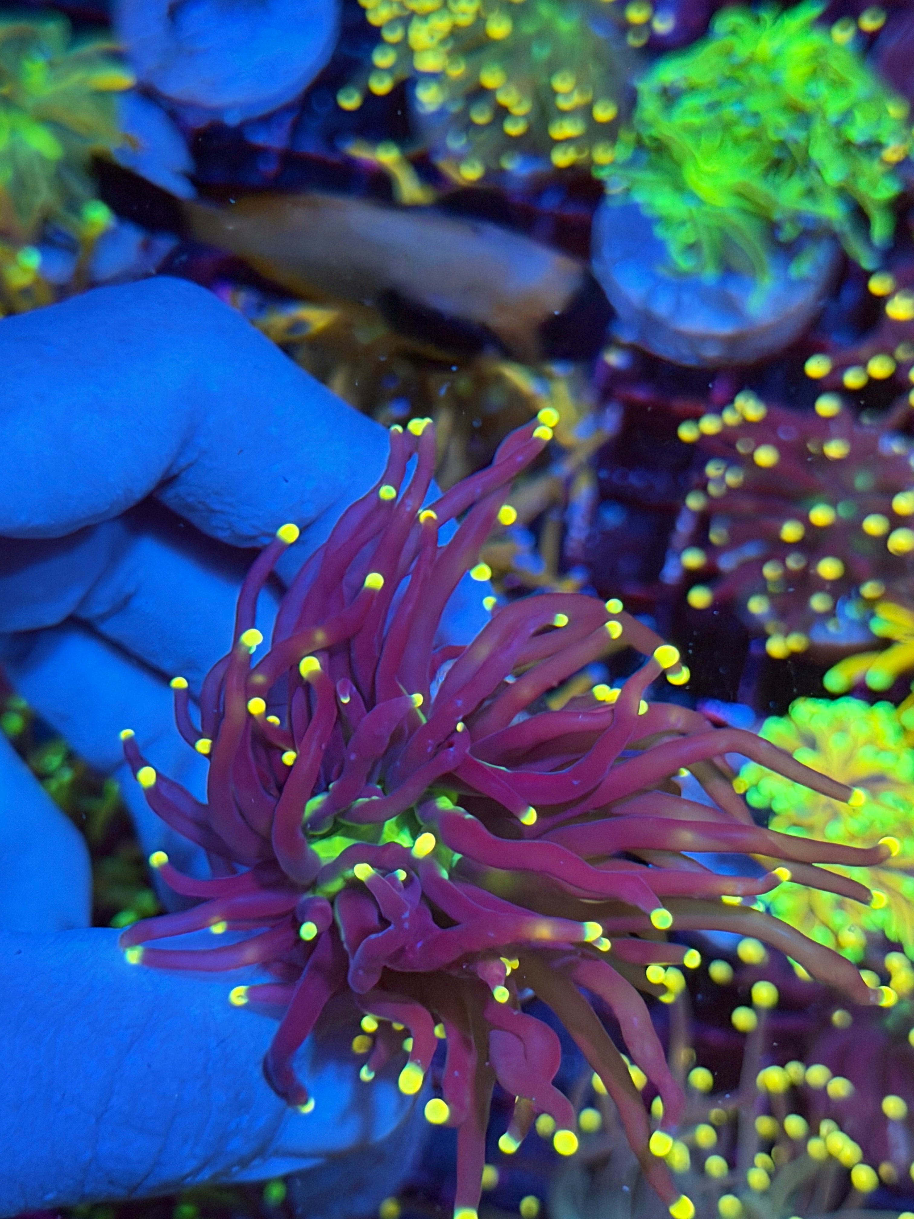 JEA Joker Torch Coral 1 Heads Splitting XL